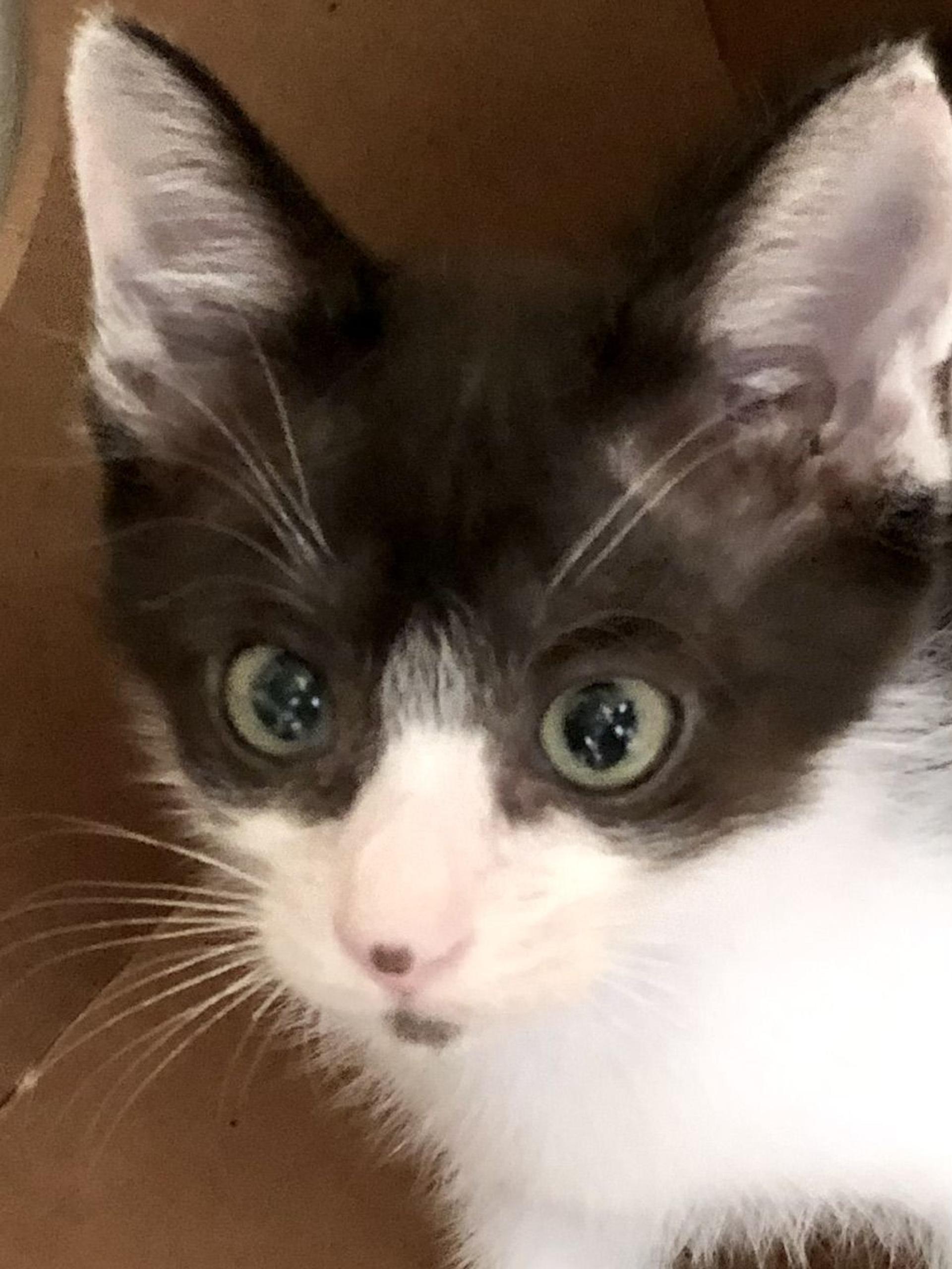 pet-image-3