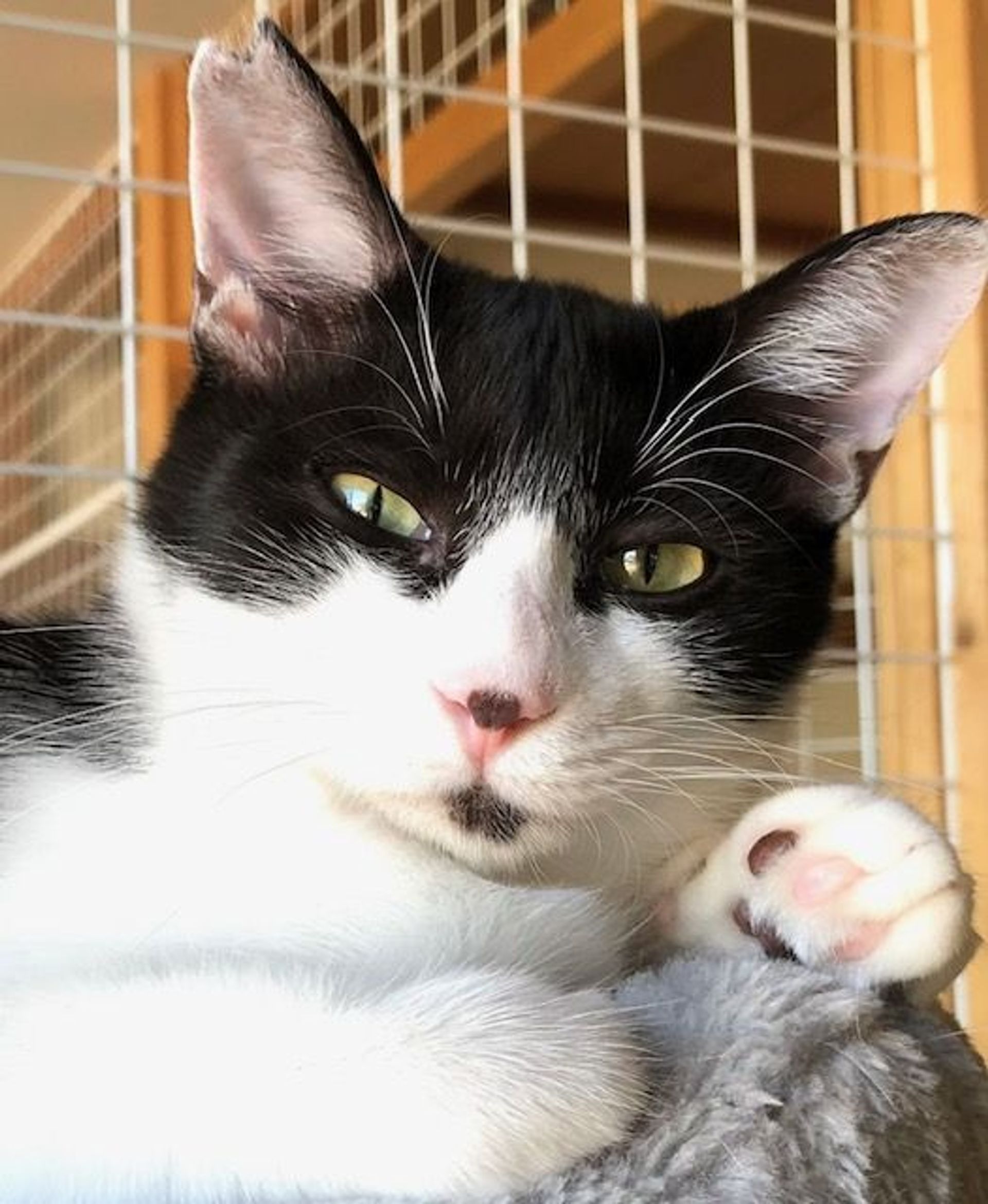 雑種（ミックス猫）・オスの里親募集の写真