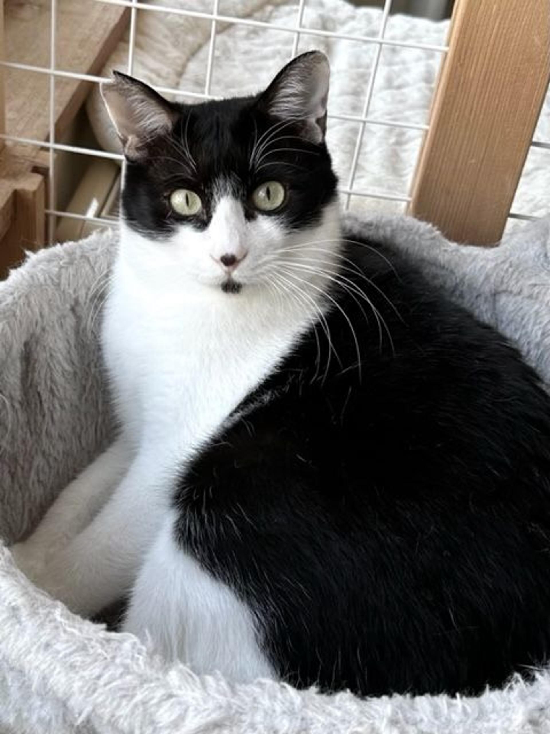 pet-image-4