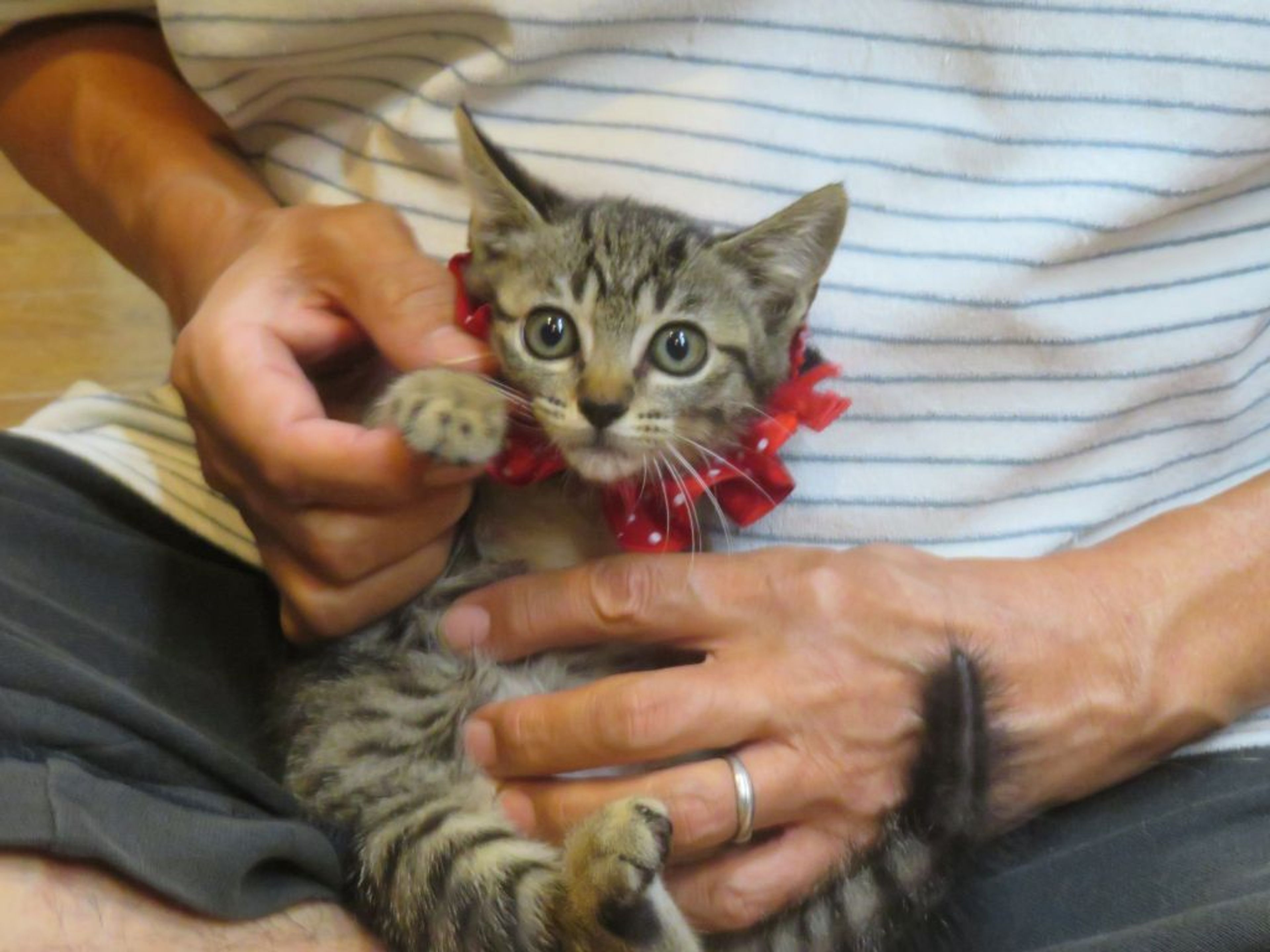 pet-image-2