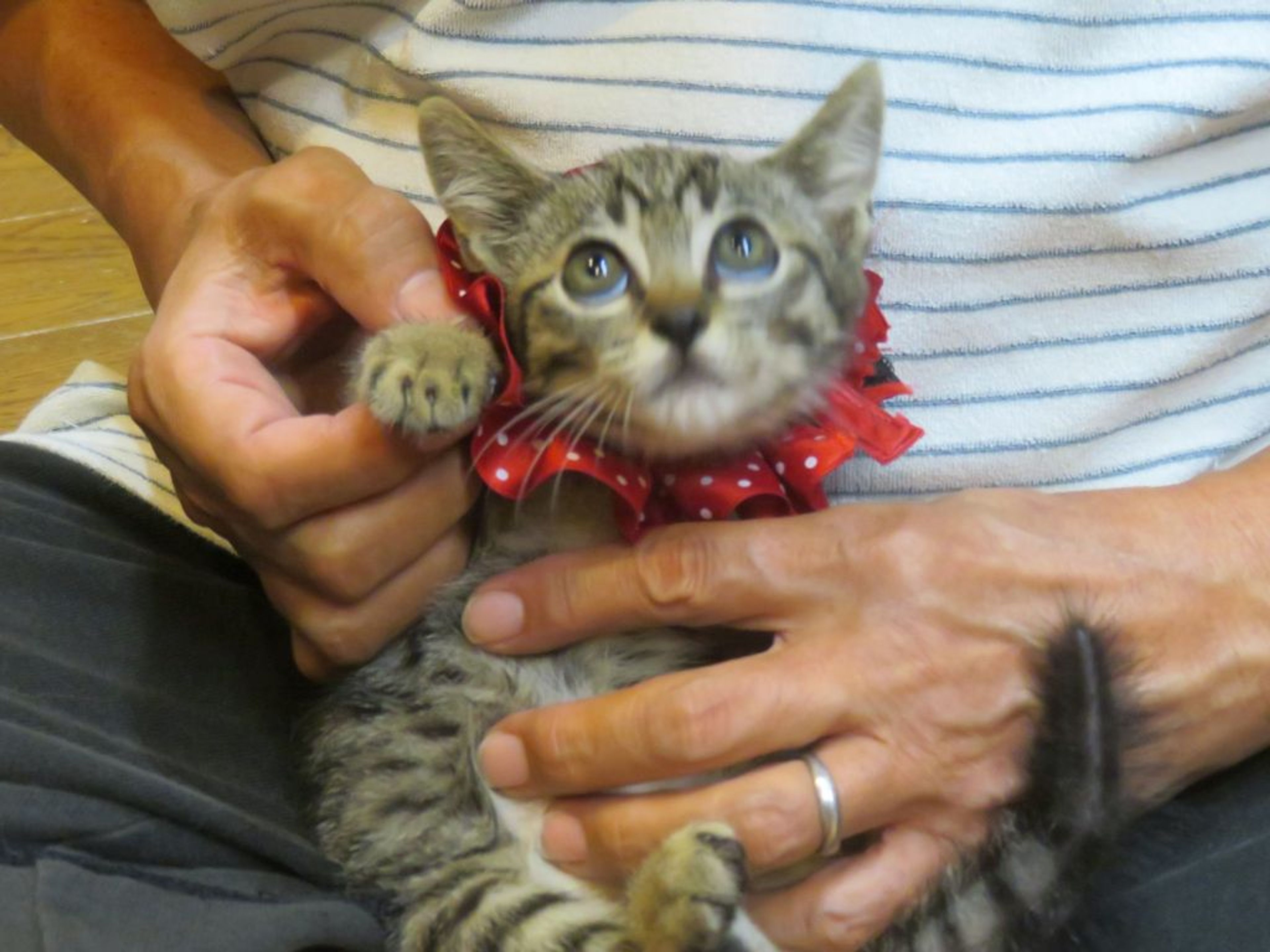 pet-image-3