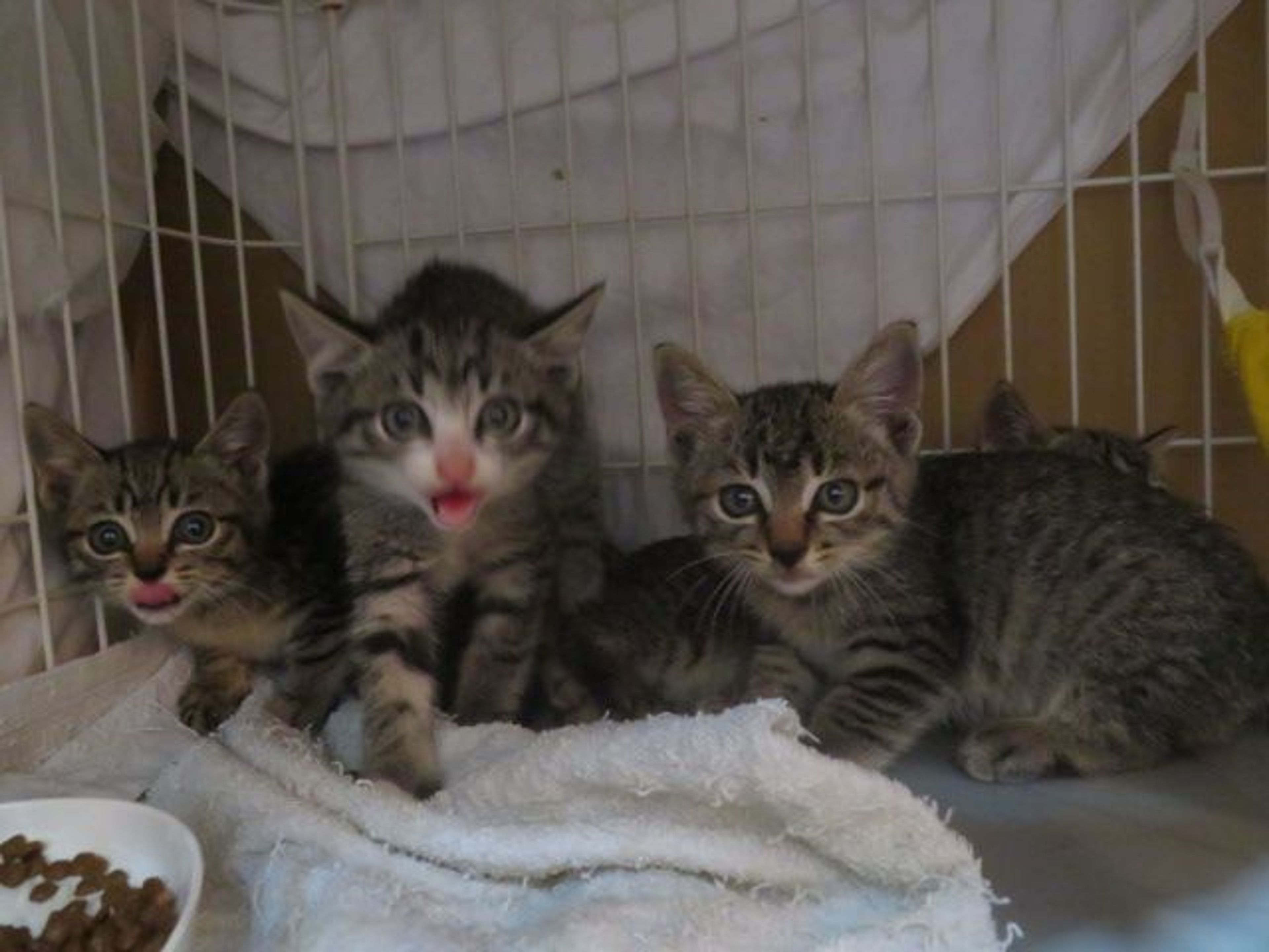 pet-image-5