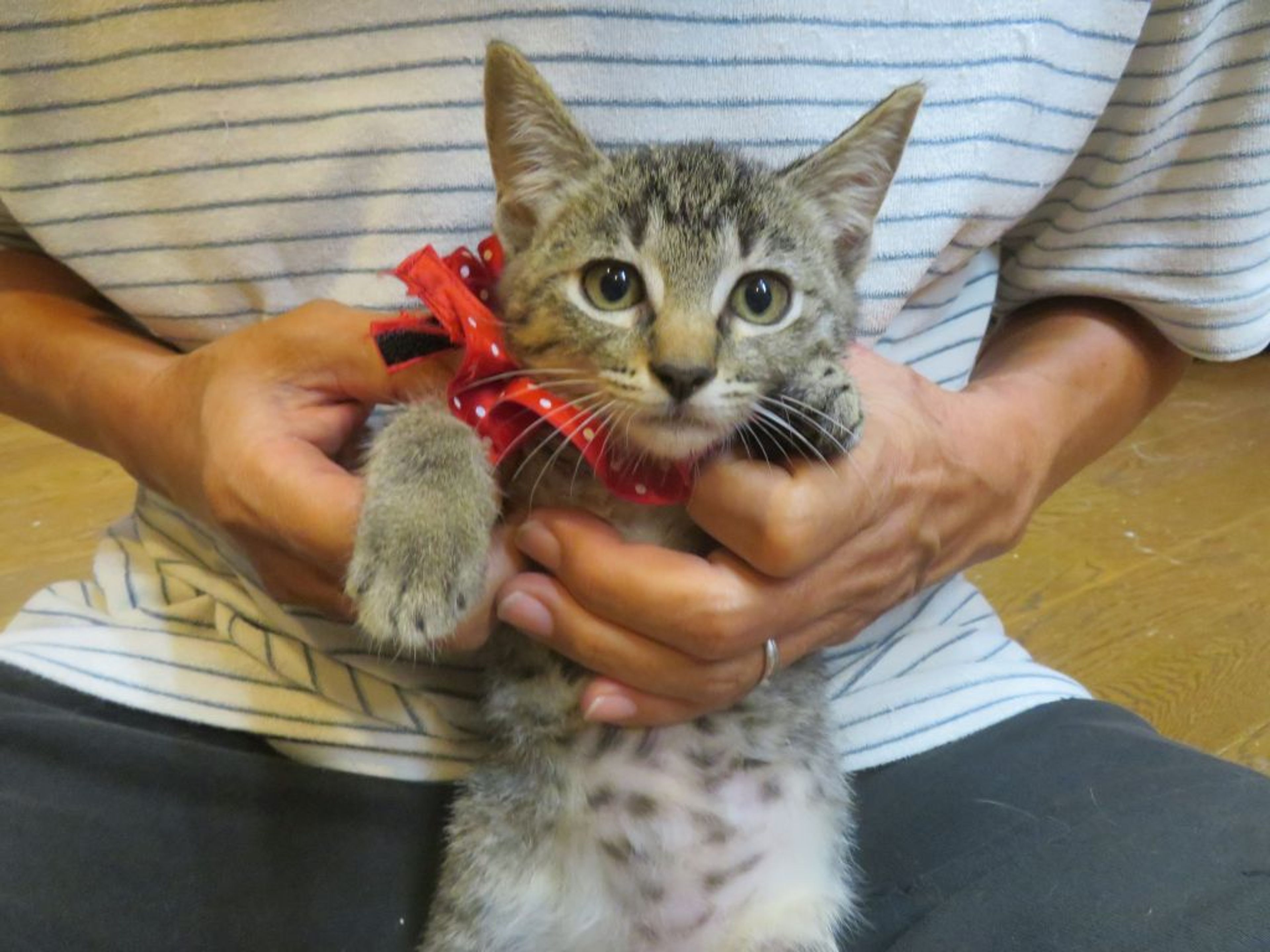 pet-image-2