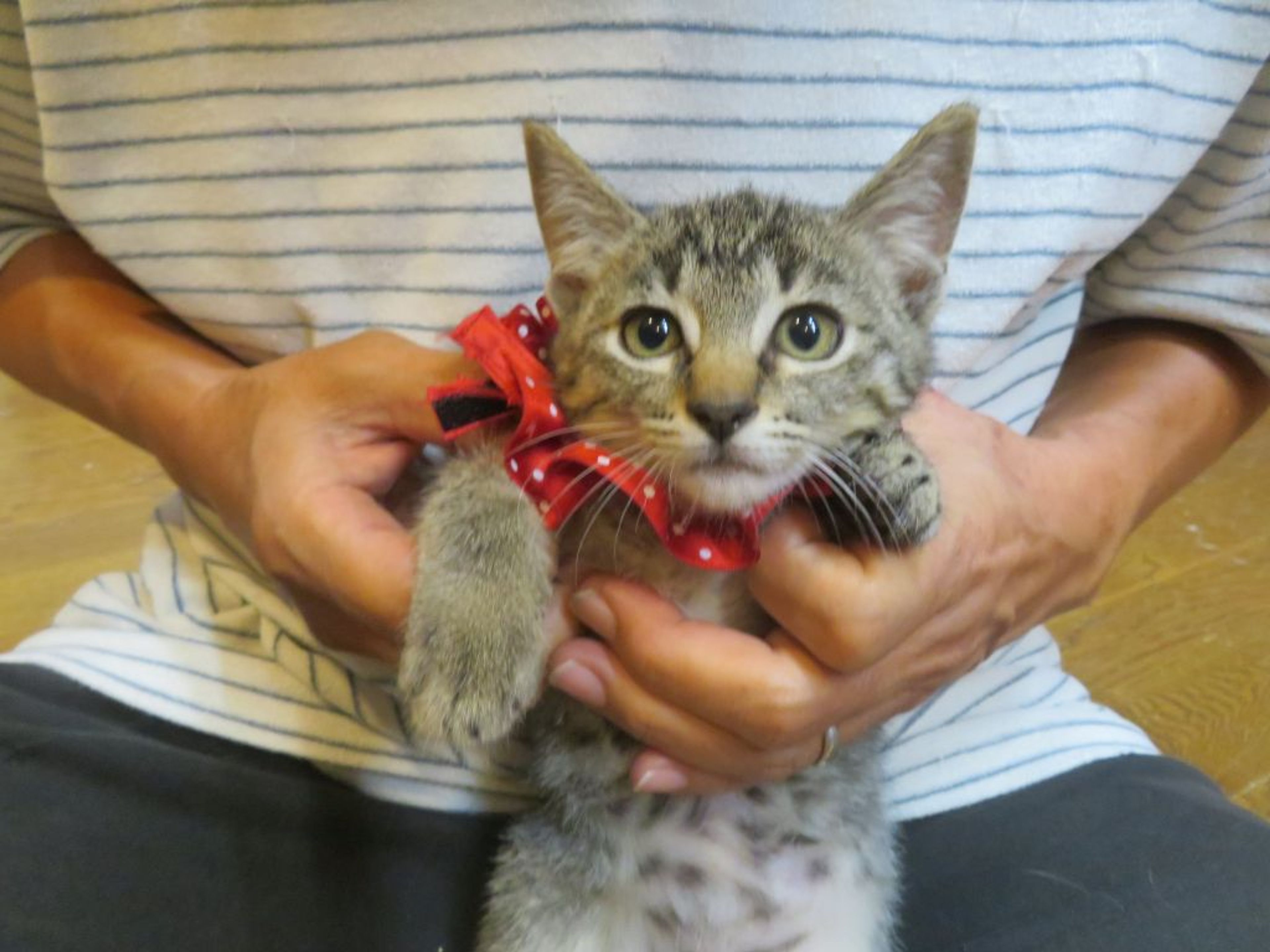 pet-image-3