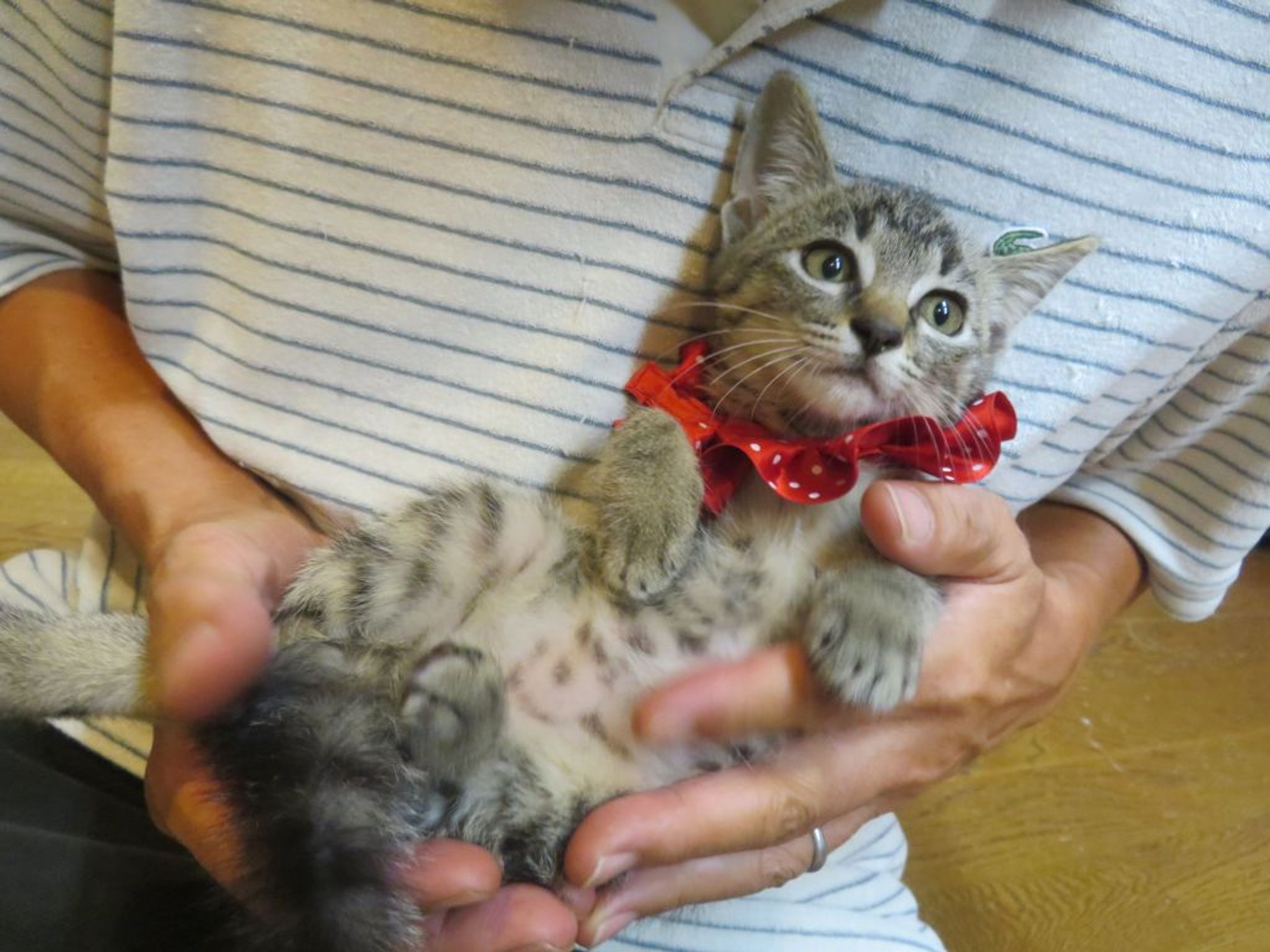 pet-image-4