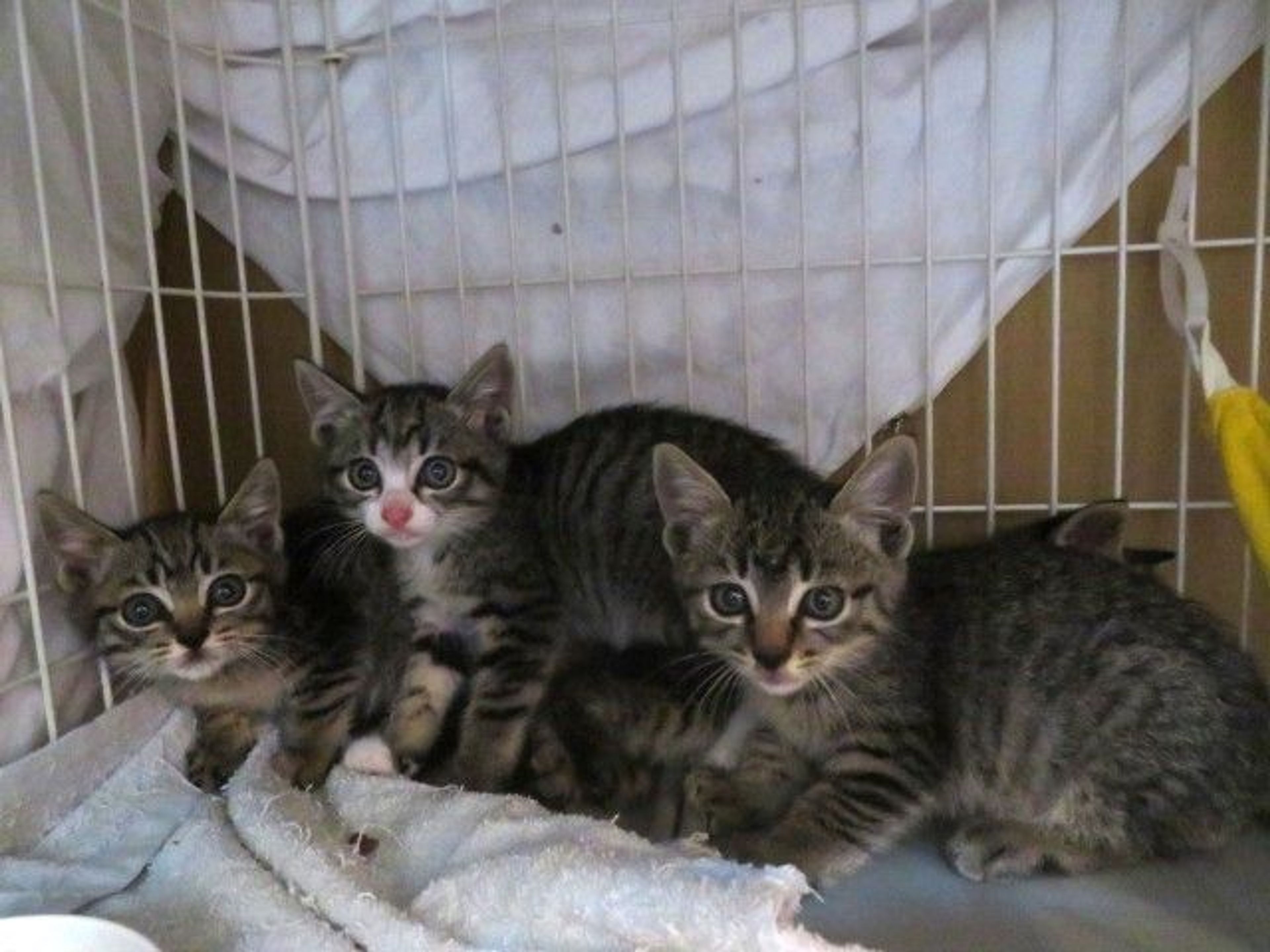 pet-image-5