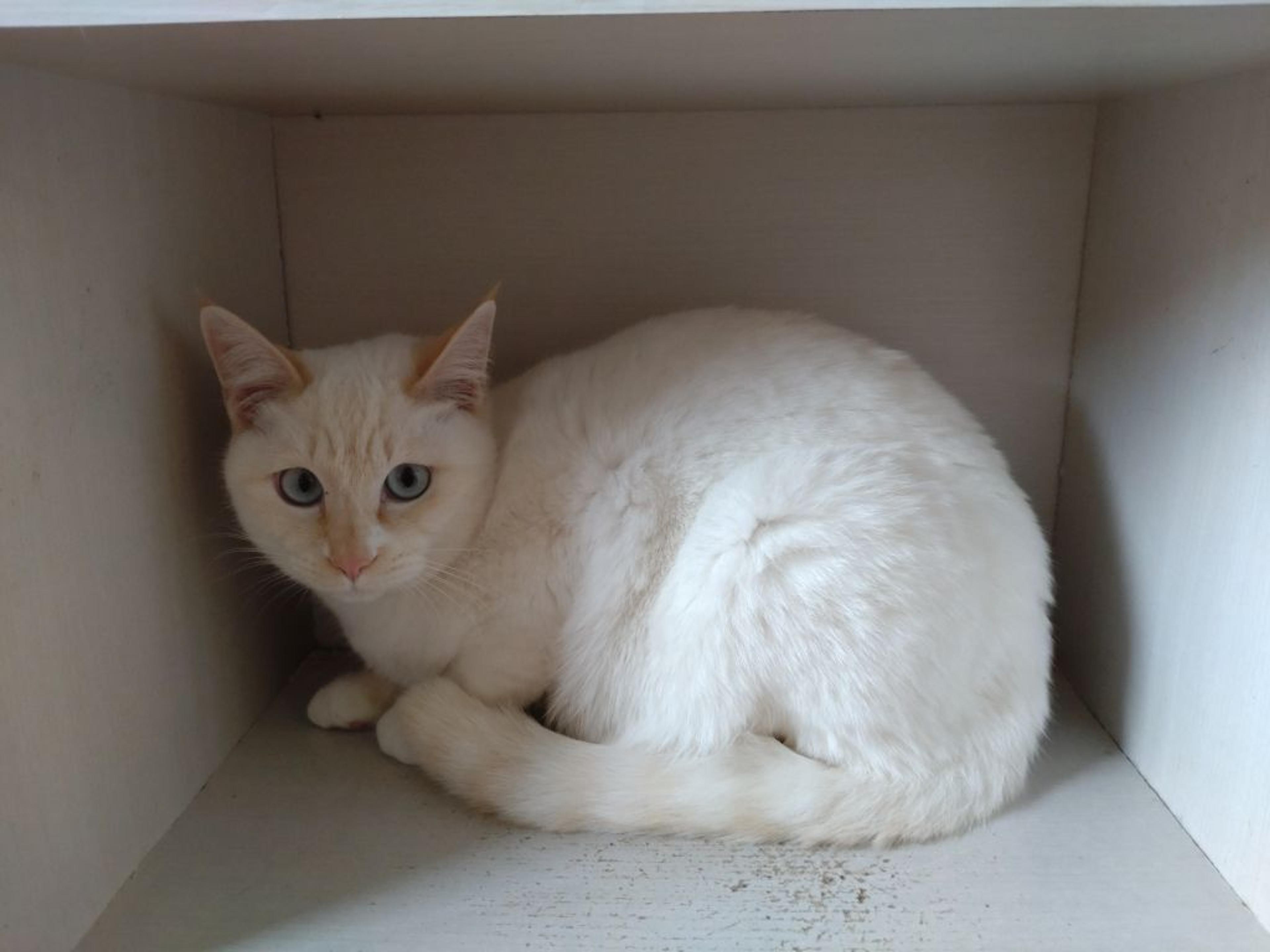 pet-image-2