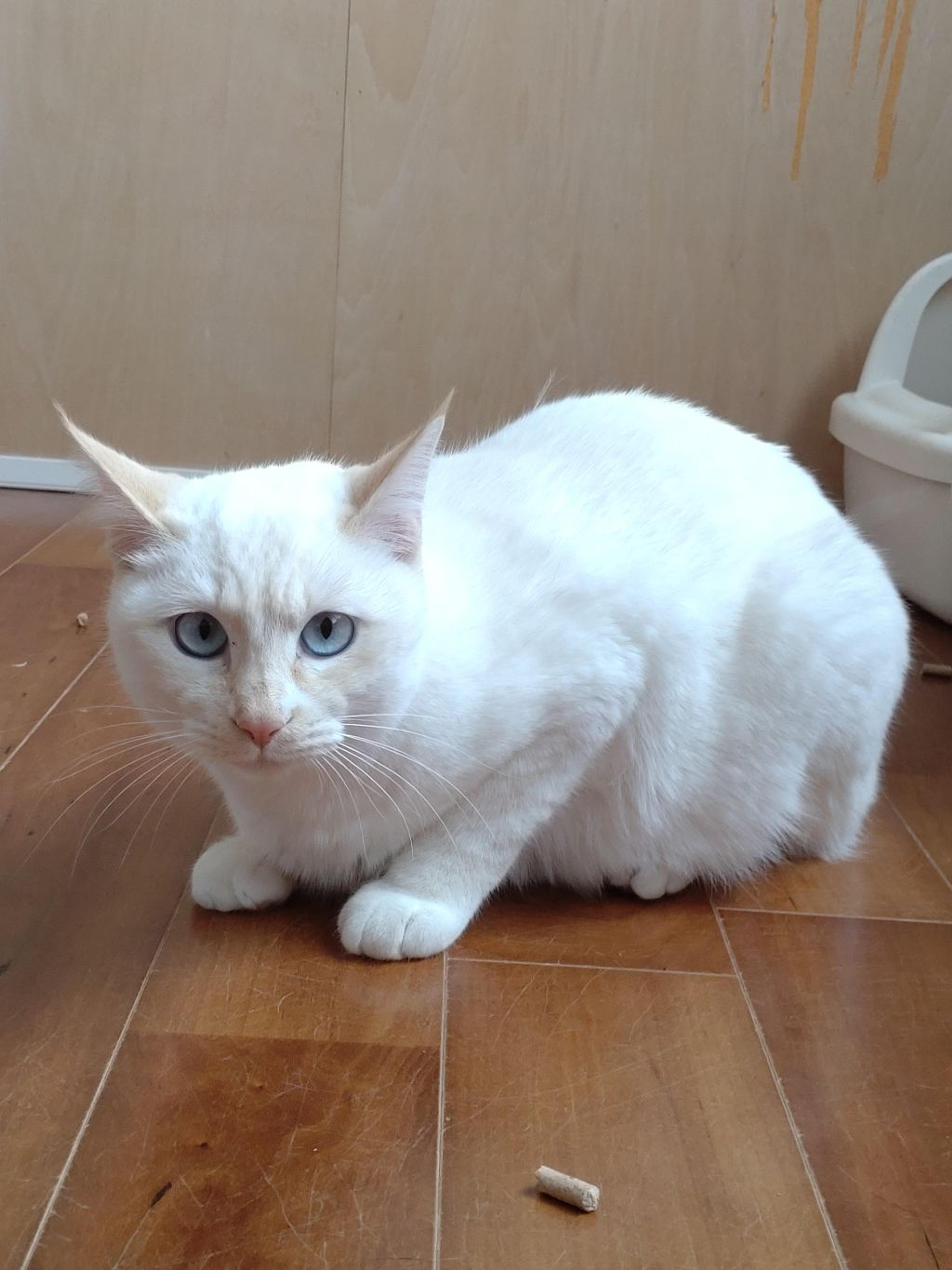 pet-image-4