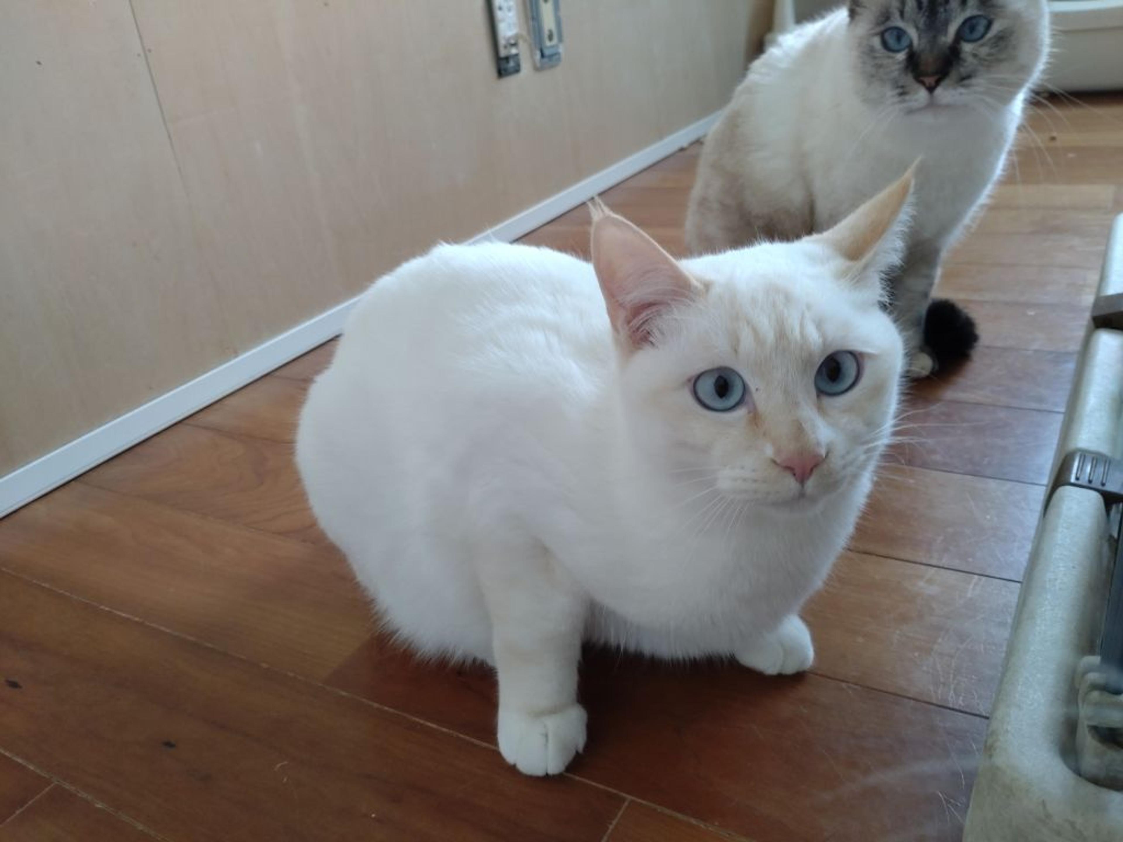 pet-image-6
