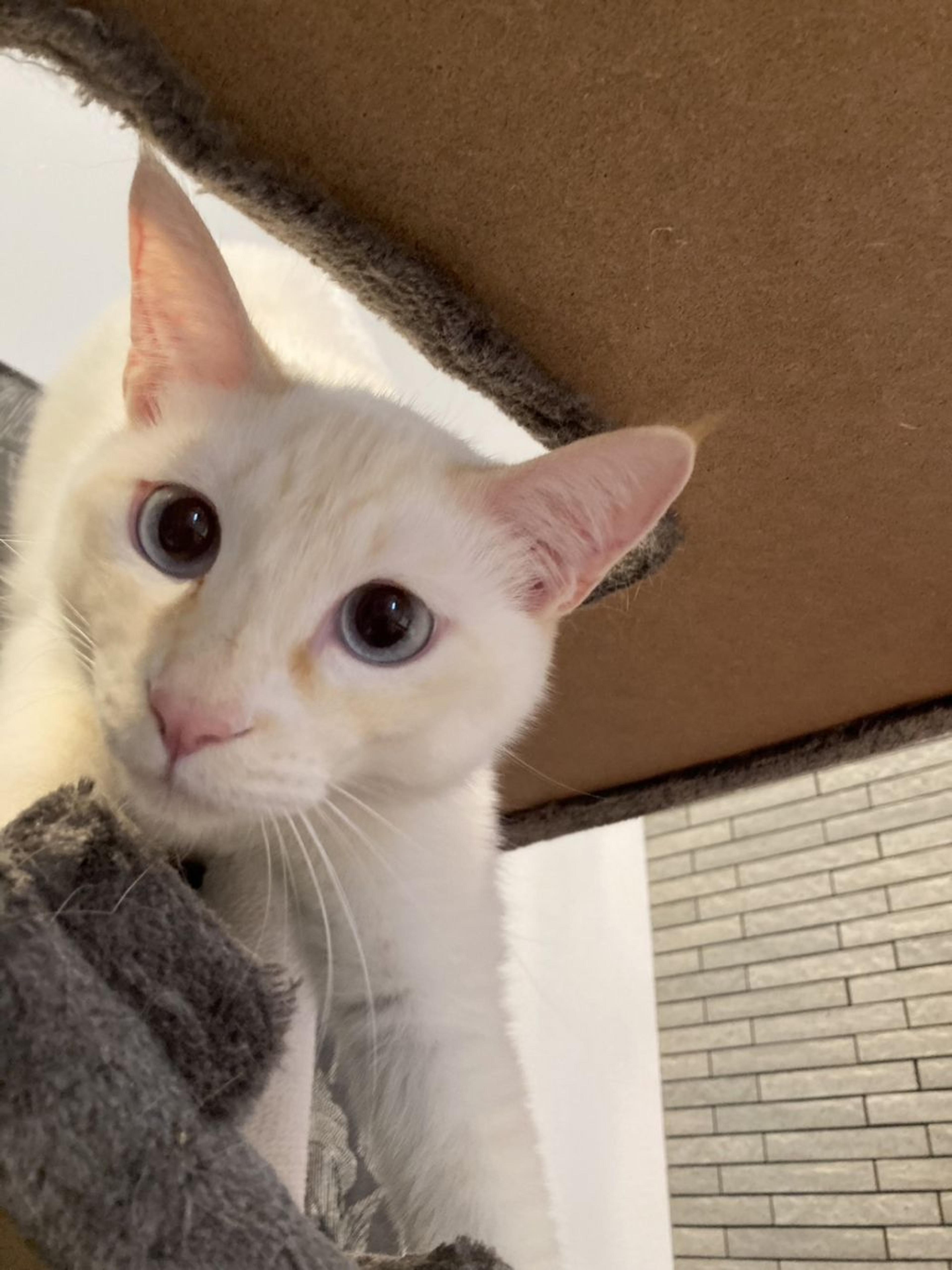 pet-image-3