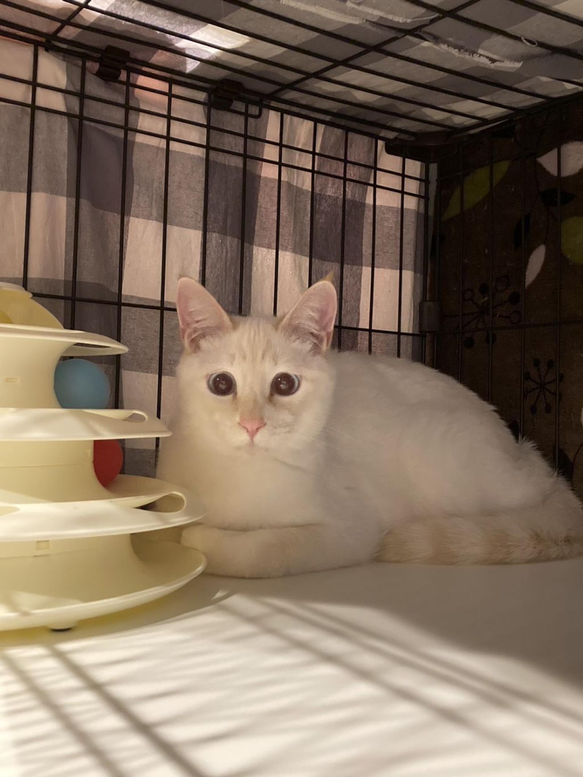 pet-image-5