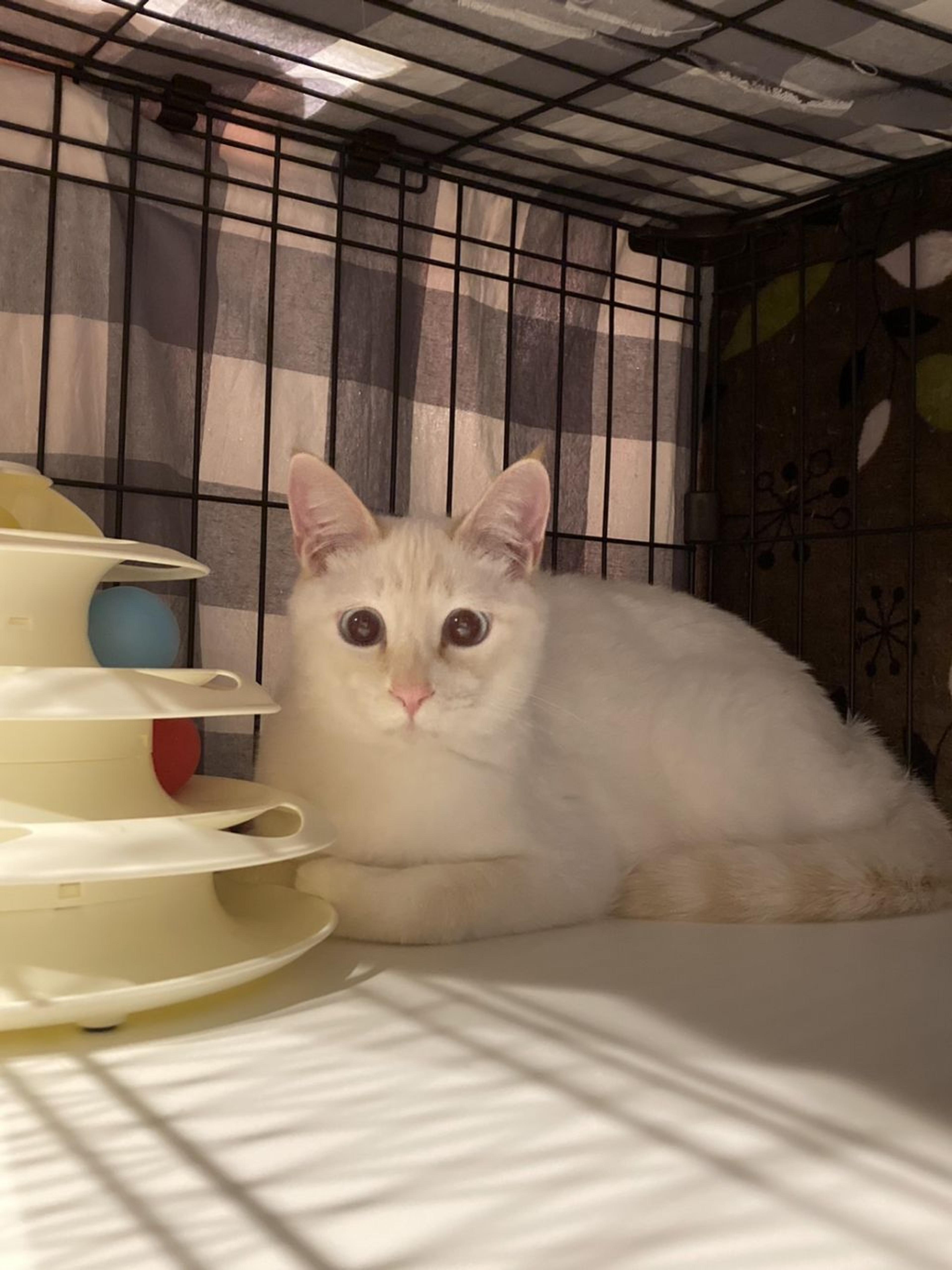 pet-image-5