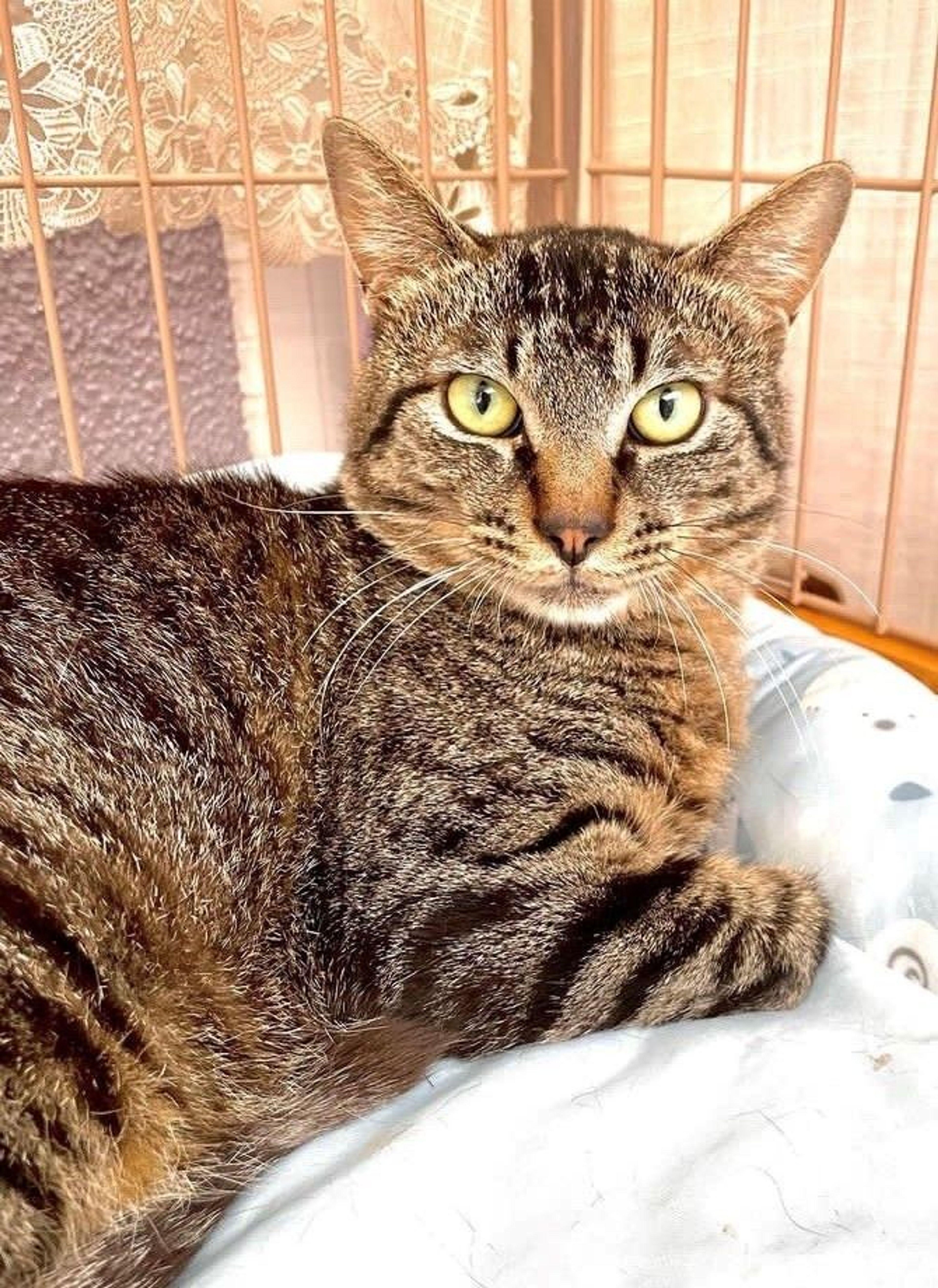 日本猫・オスの里親募集の写真