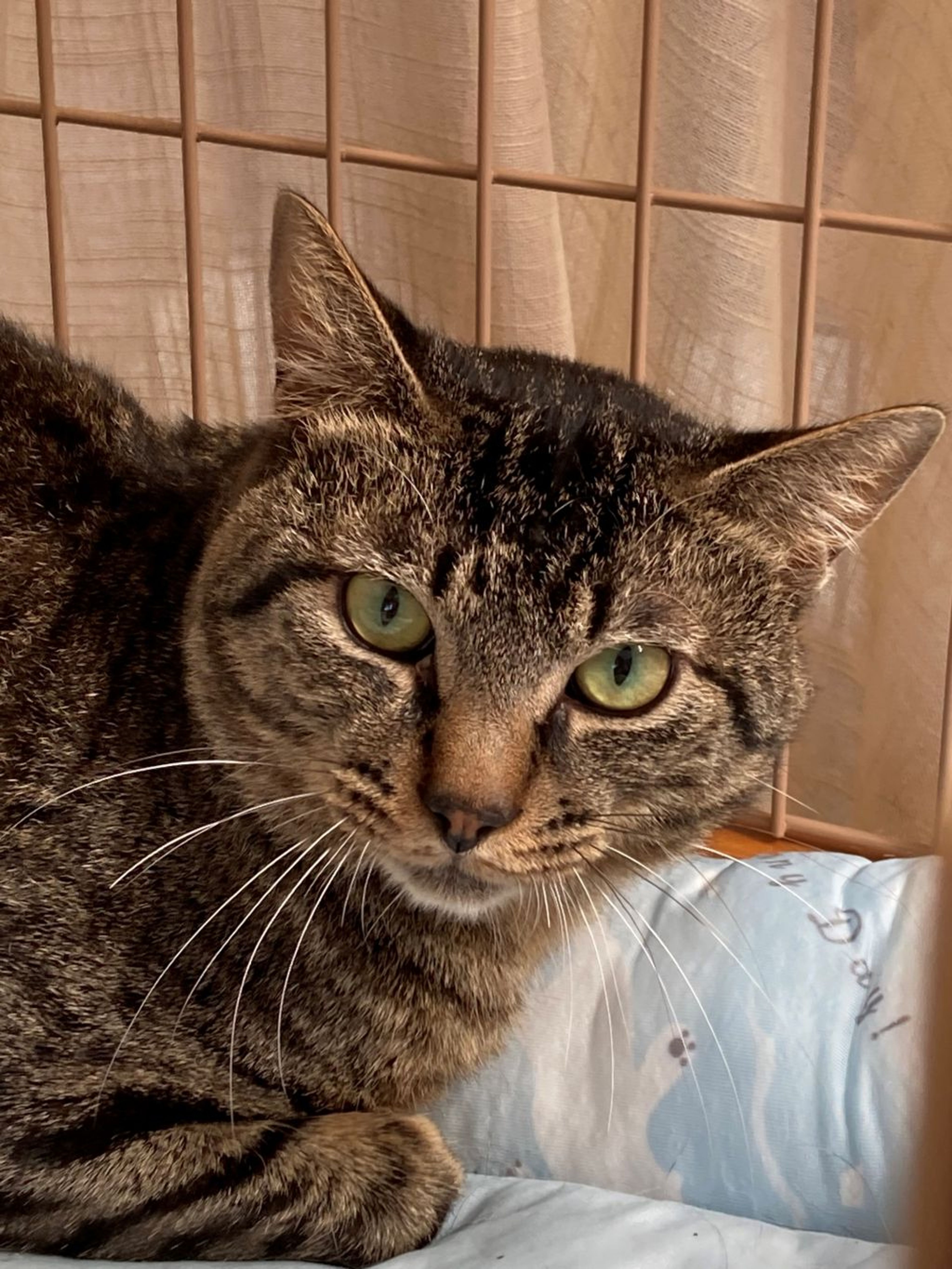 pet-image-4