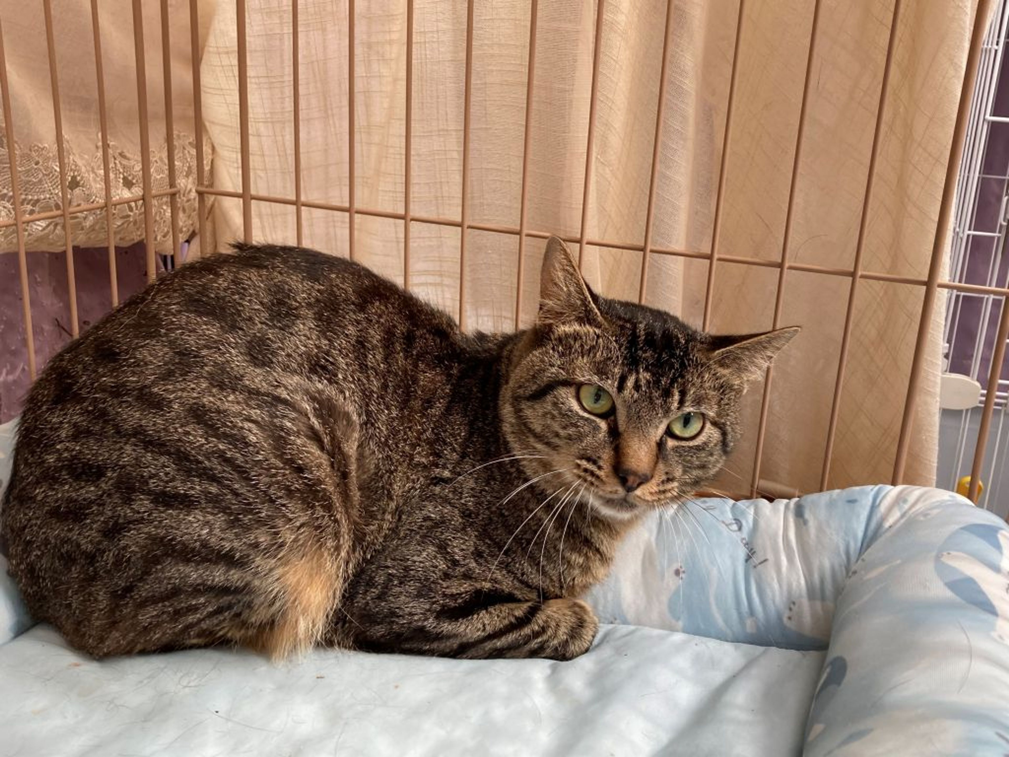 pet-image-5