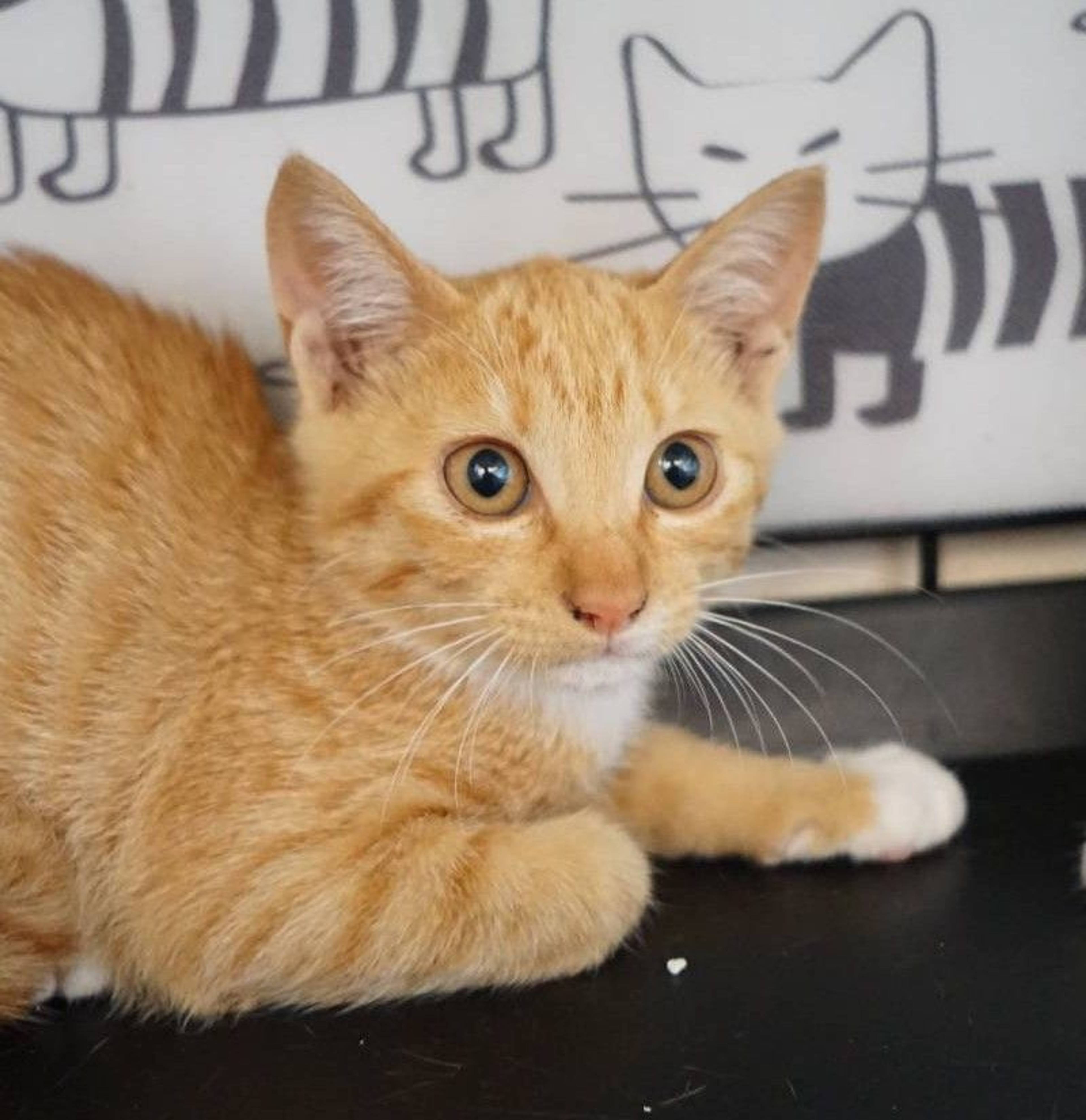 雑種（ミックス猫）・メスの里親募集の写真