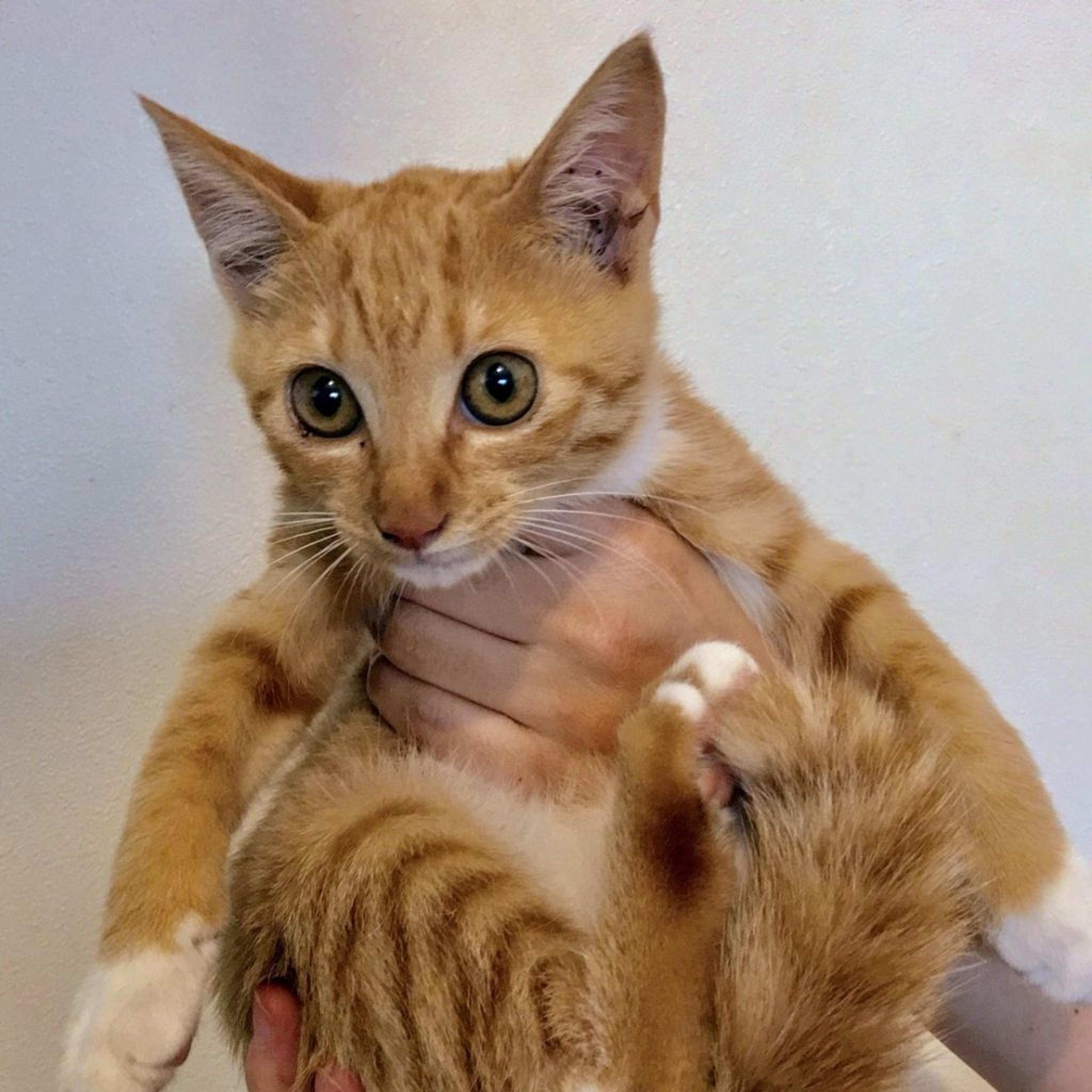 pet-image-3