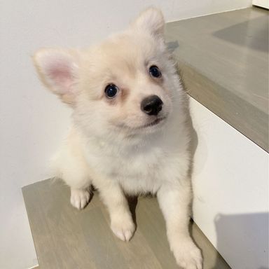 コナ