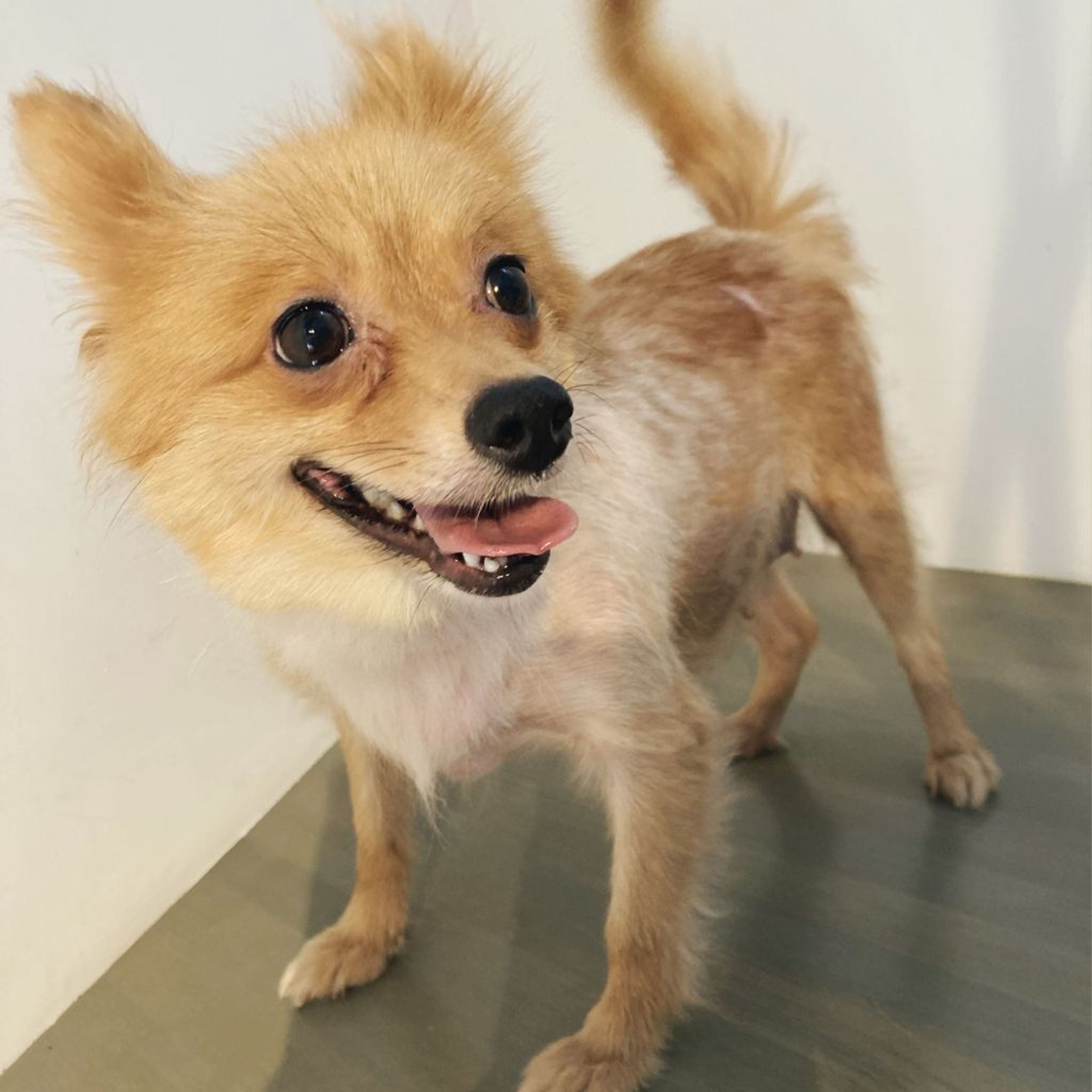 pet-image-2