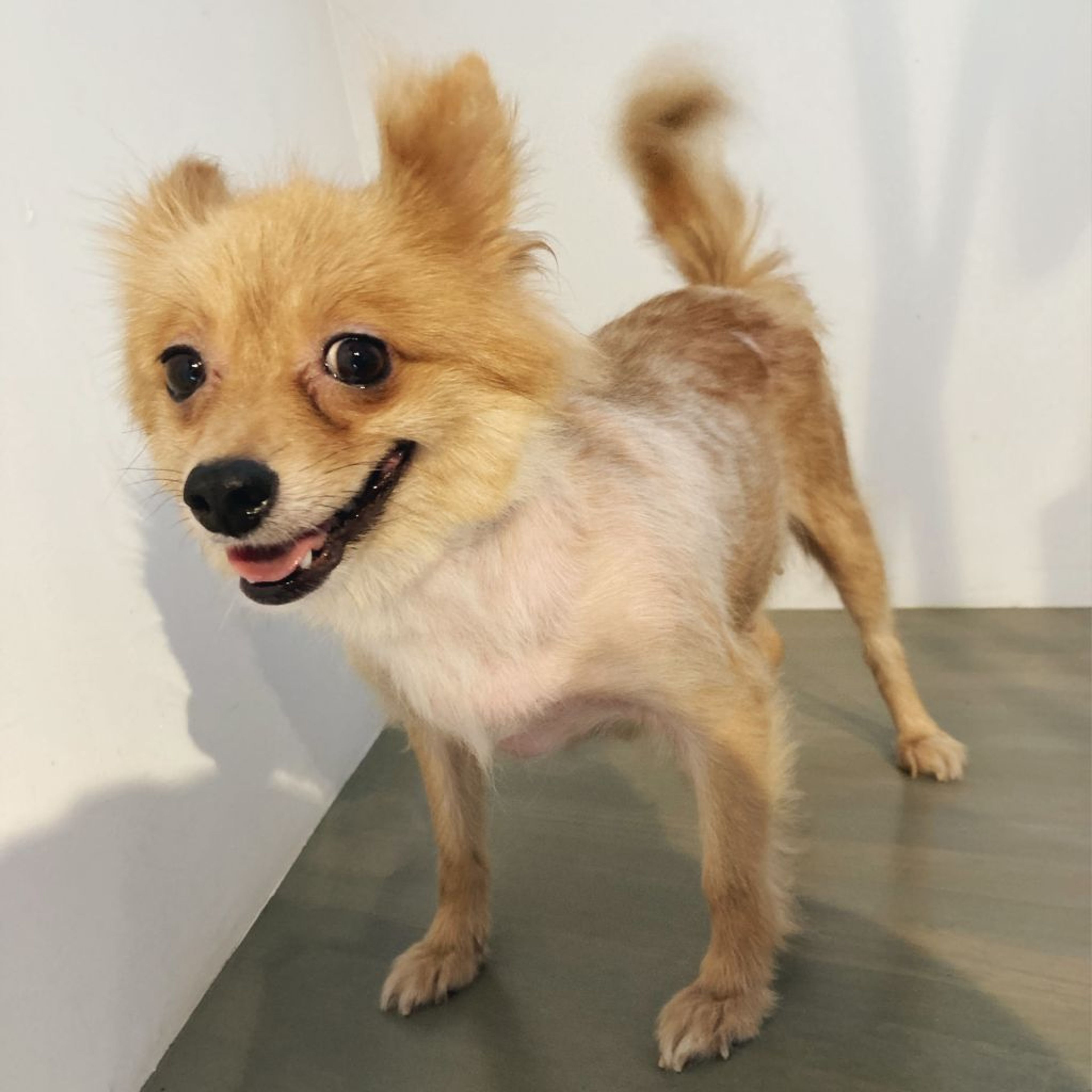 pet-image-3