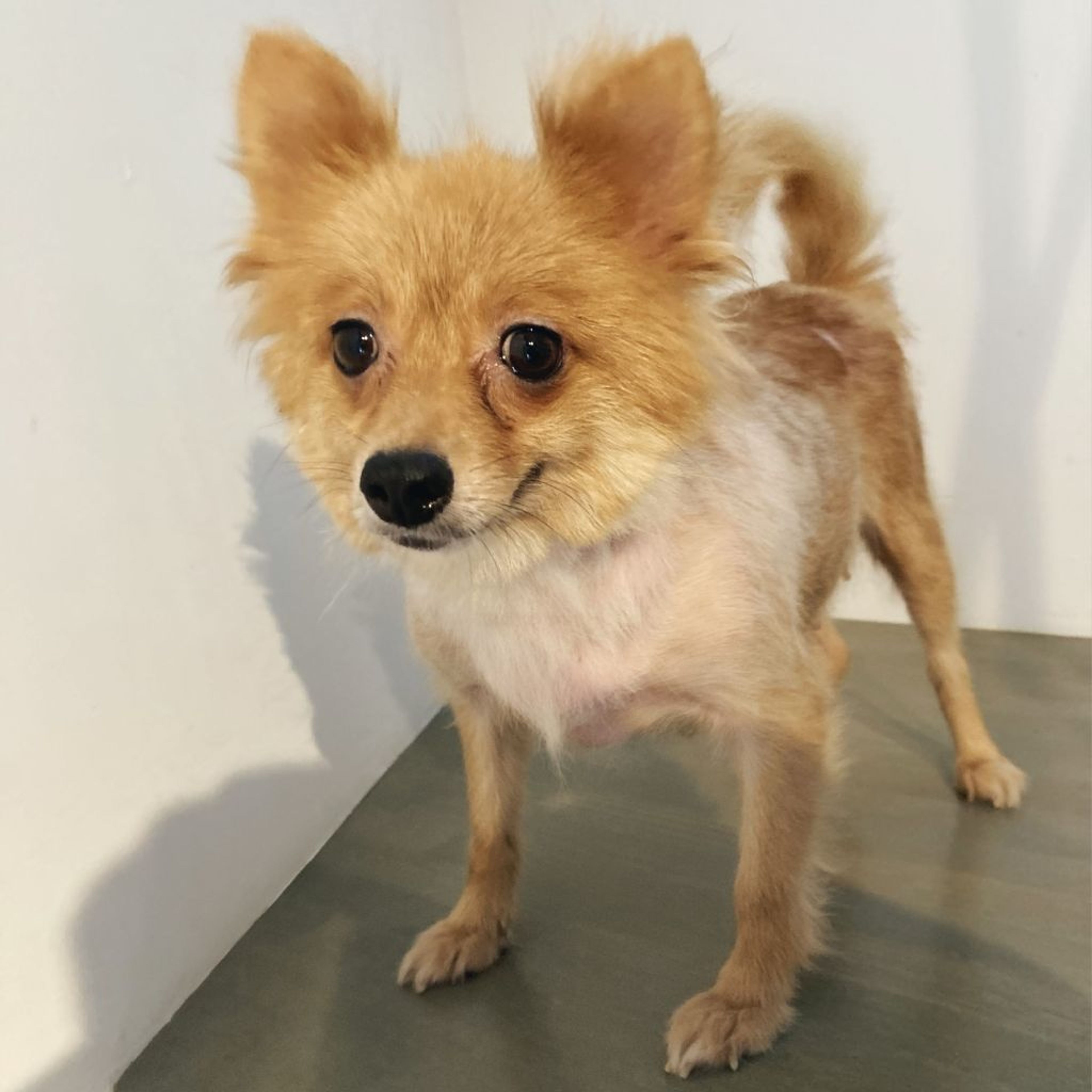 pet-image-4