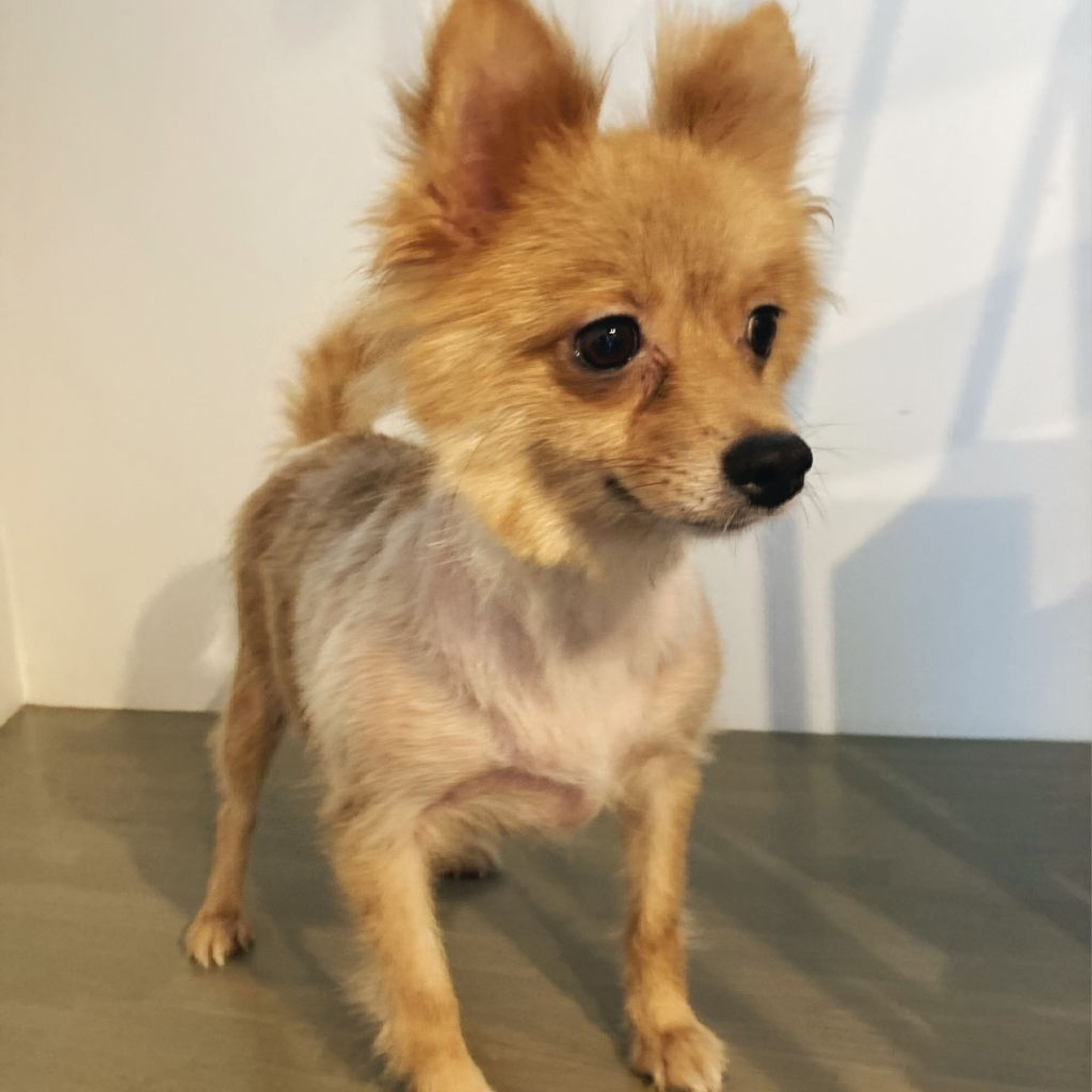 pet-image-5