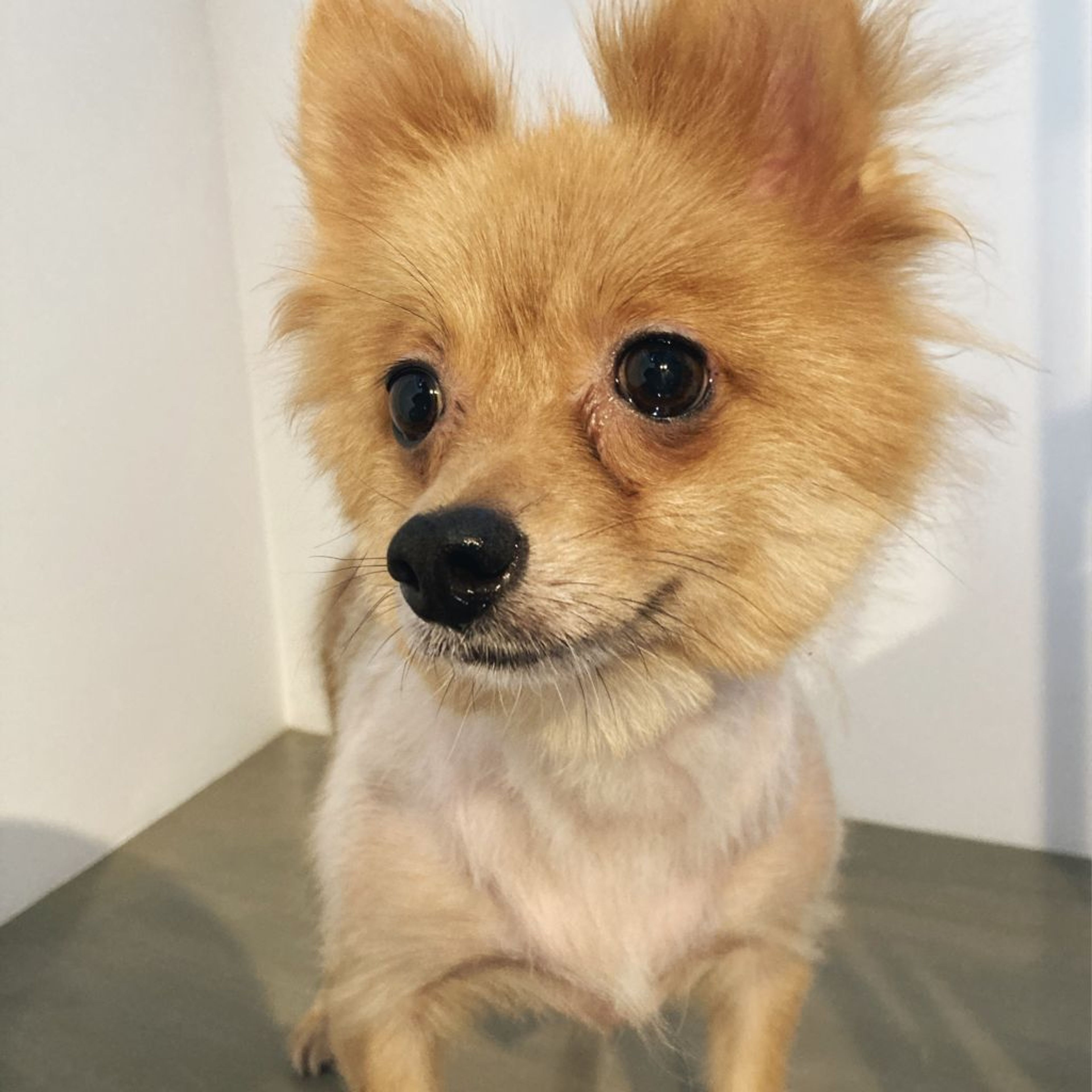 pet-image-6