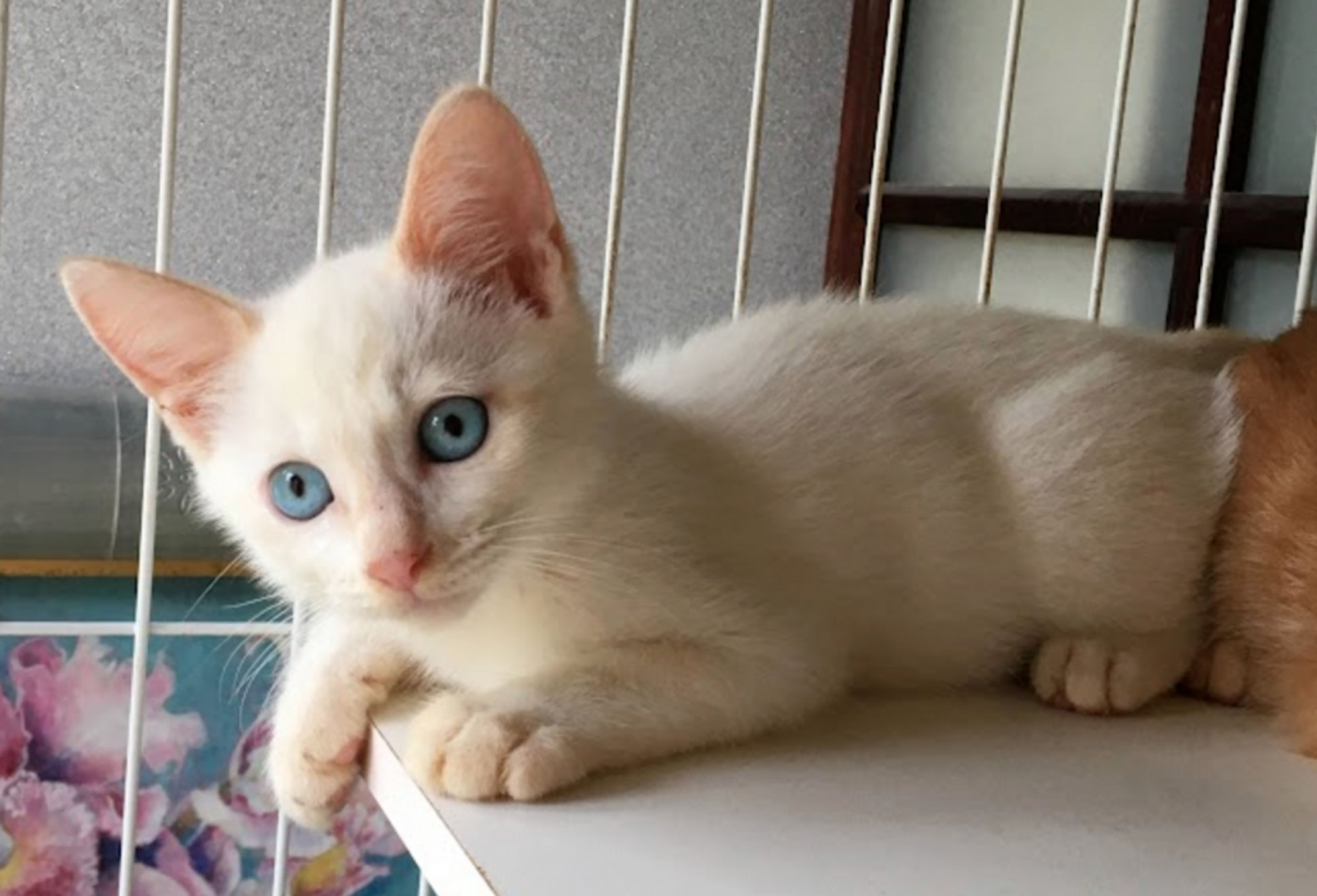 雑種（ミックス猫）・オスの里親募集の写真