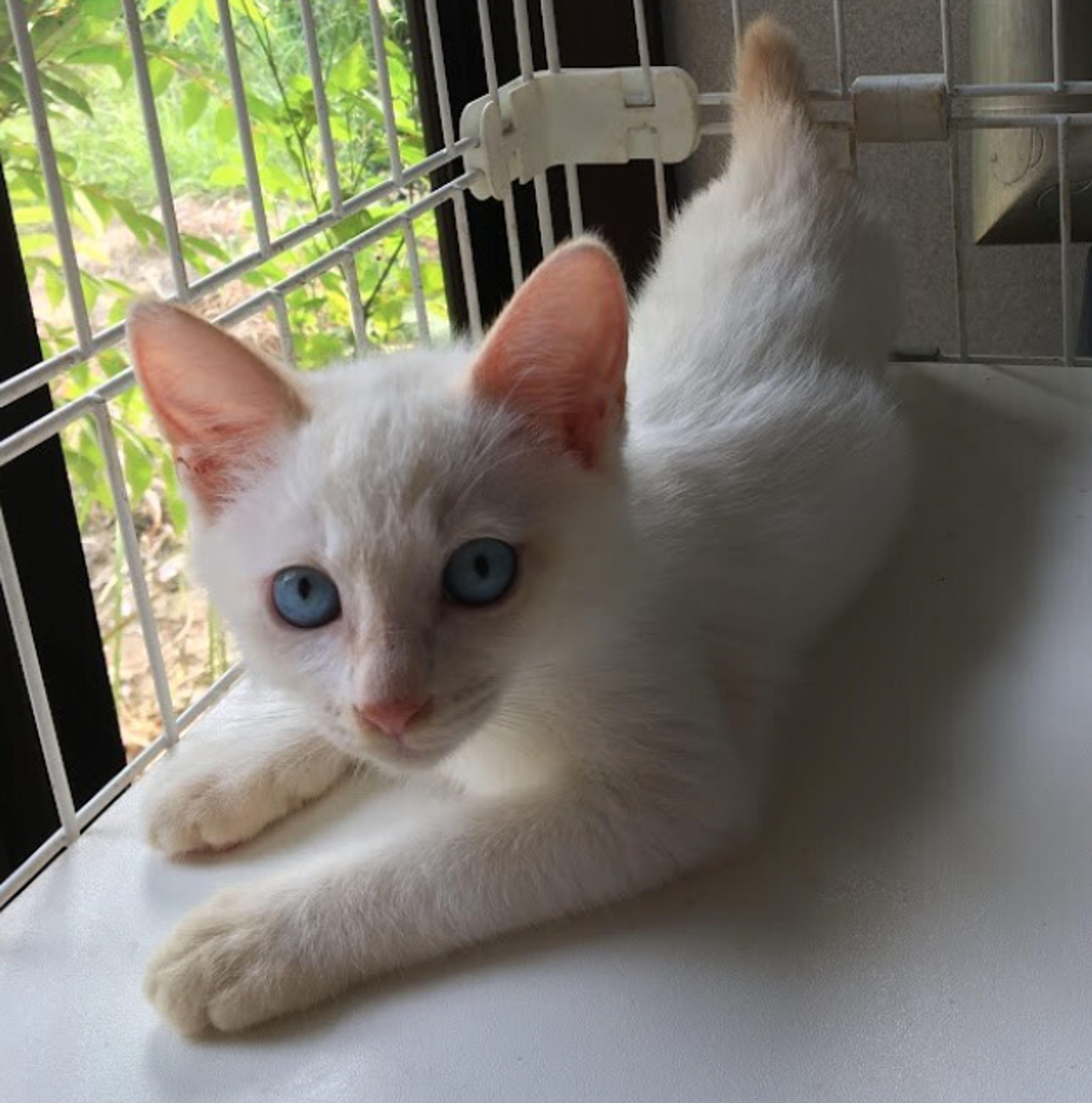 pet-image-3