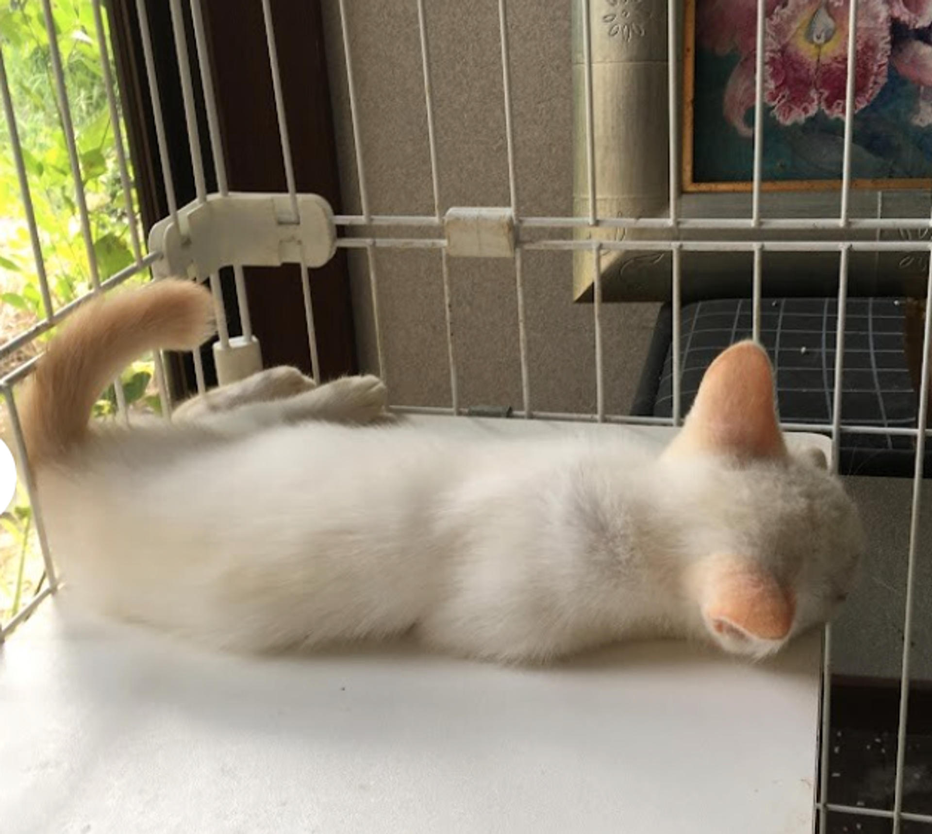 pet-image-4