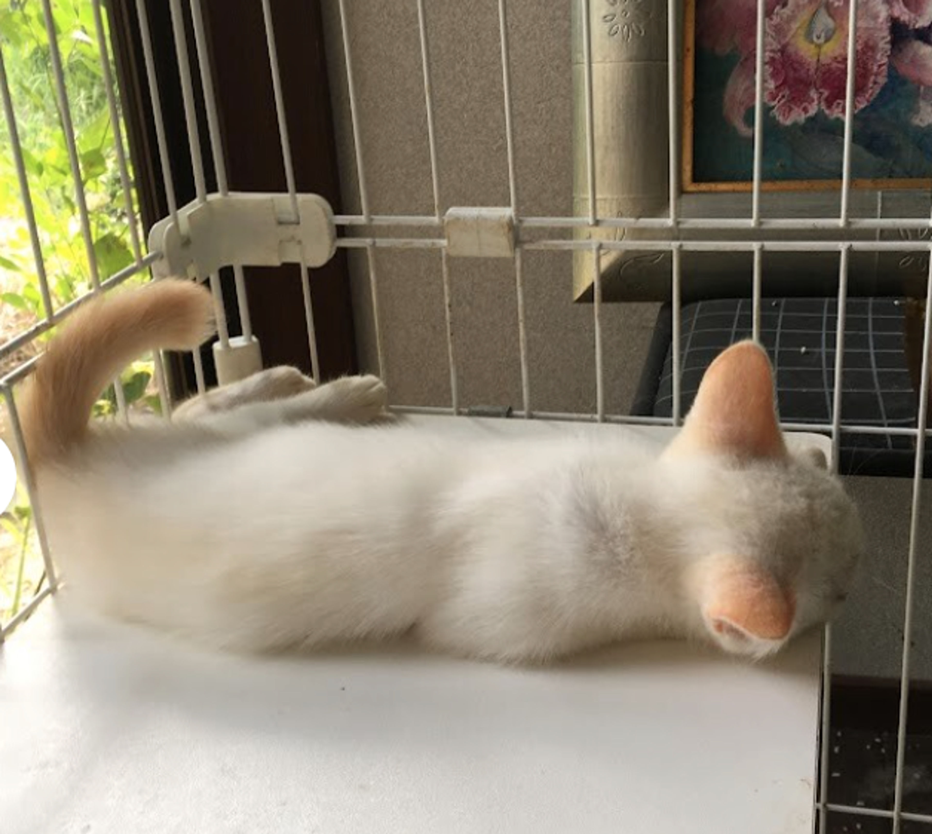 pet-image-4
