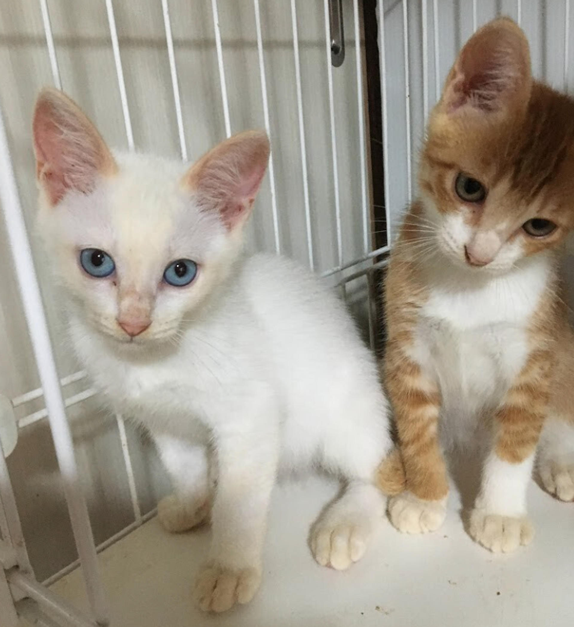 pet-image-5