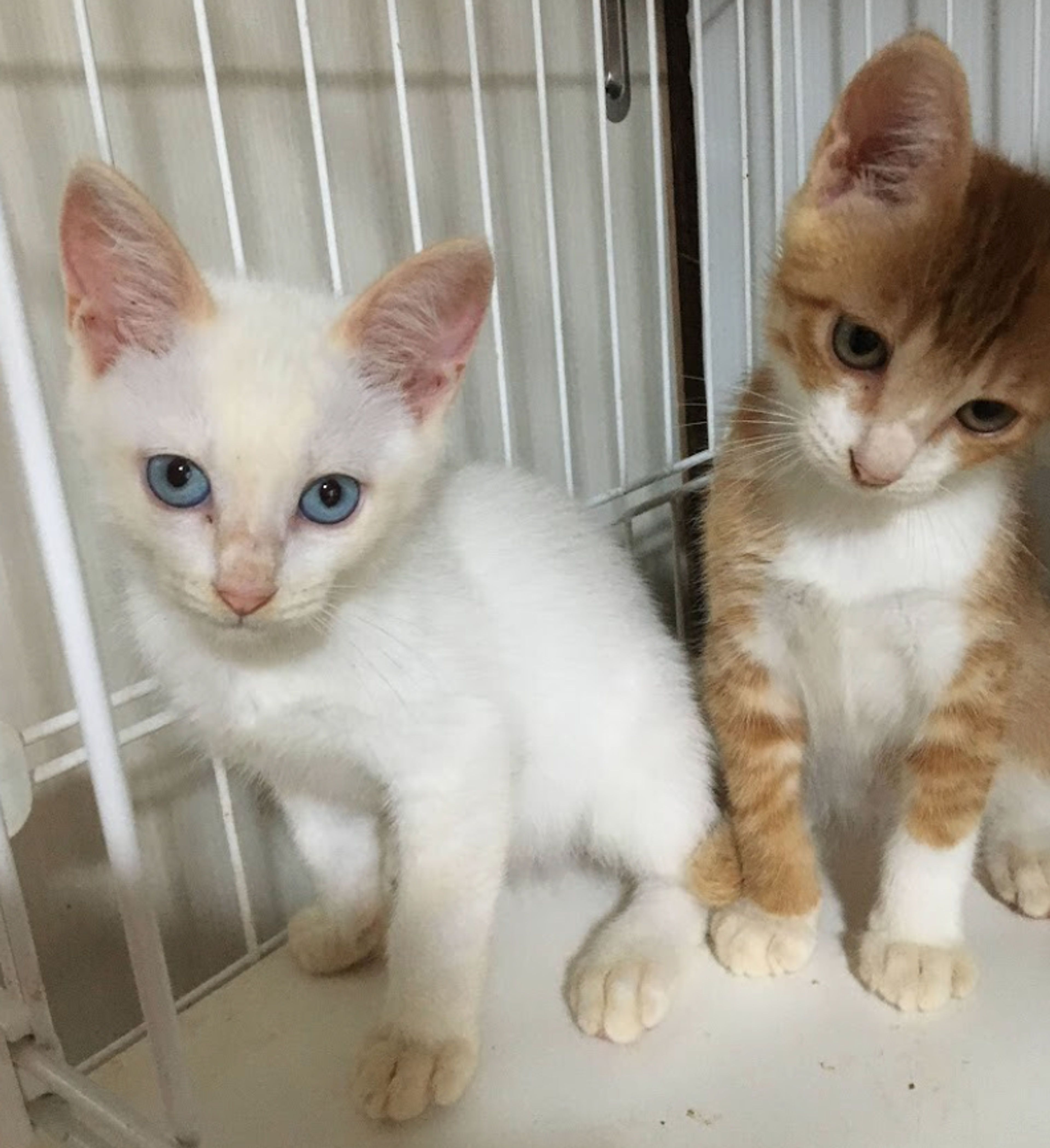 pet-image-5
