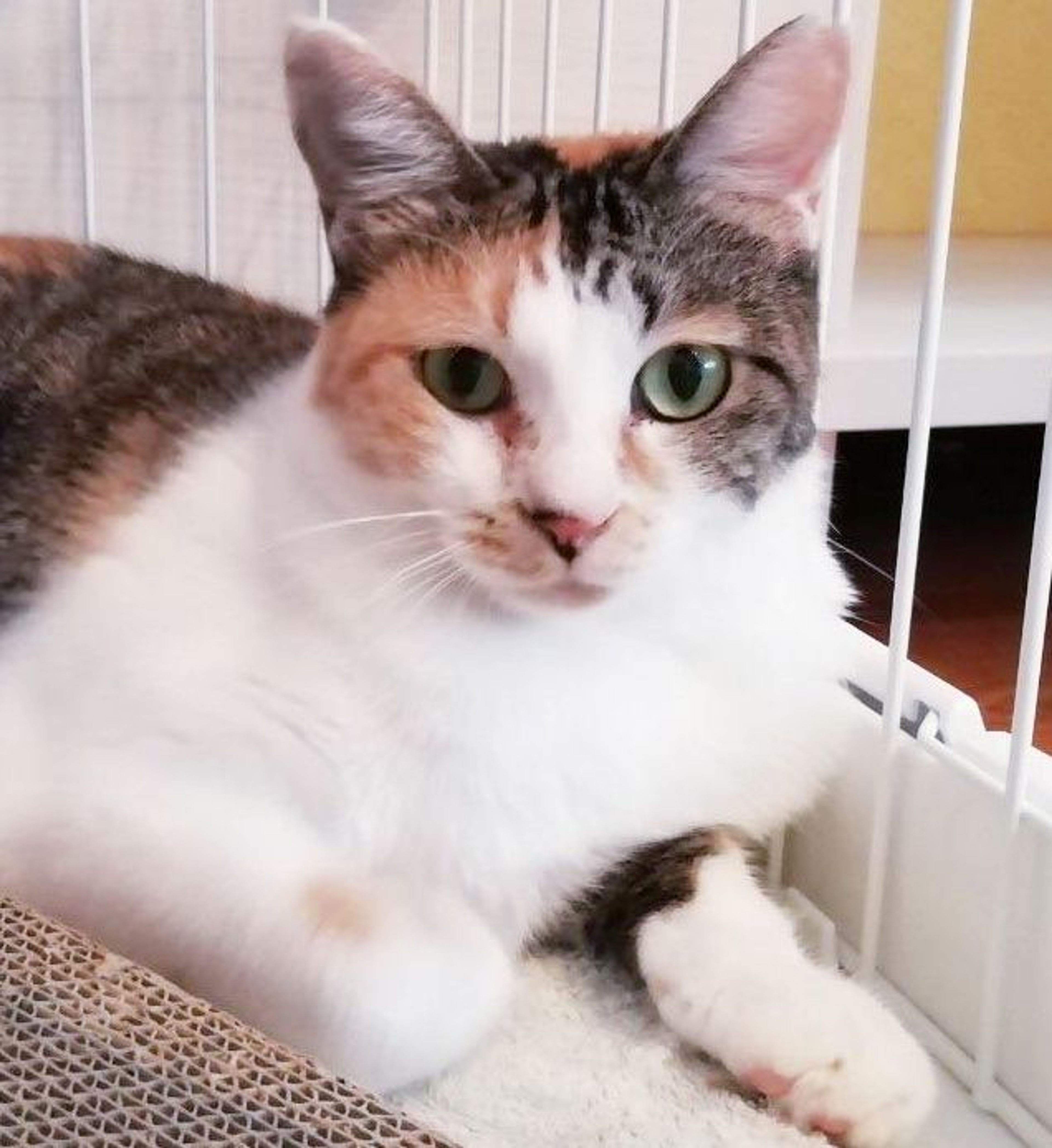 雑種（ミックス猫）・オスの里親募集の写真