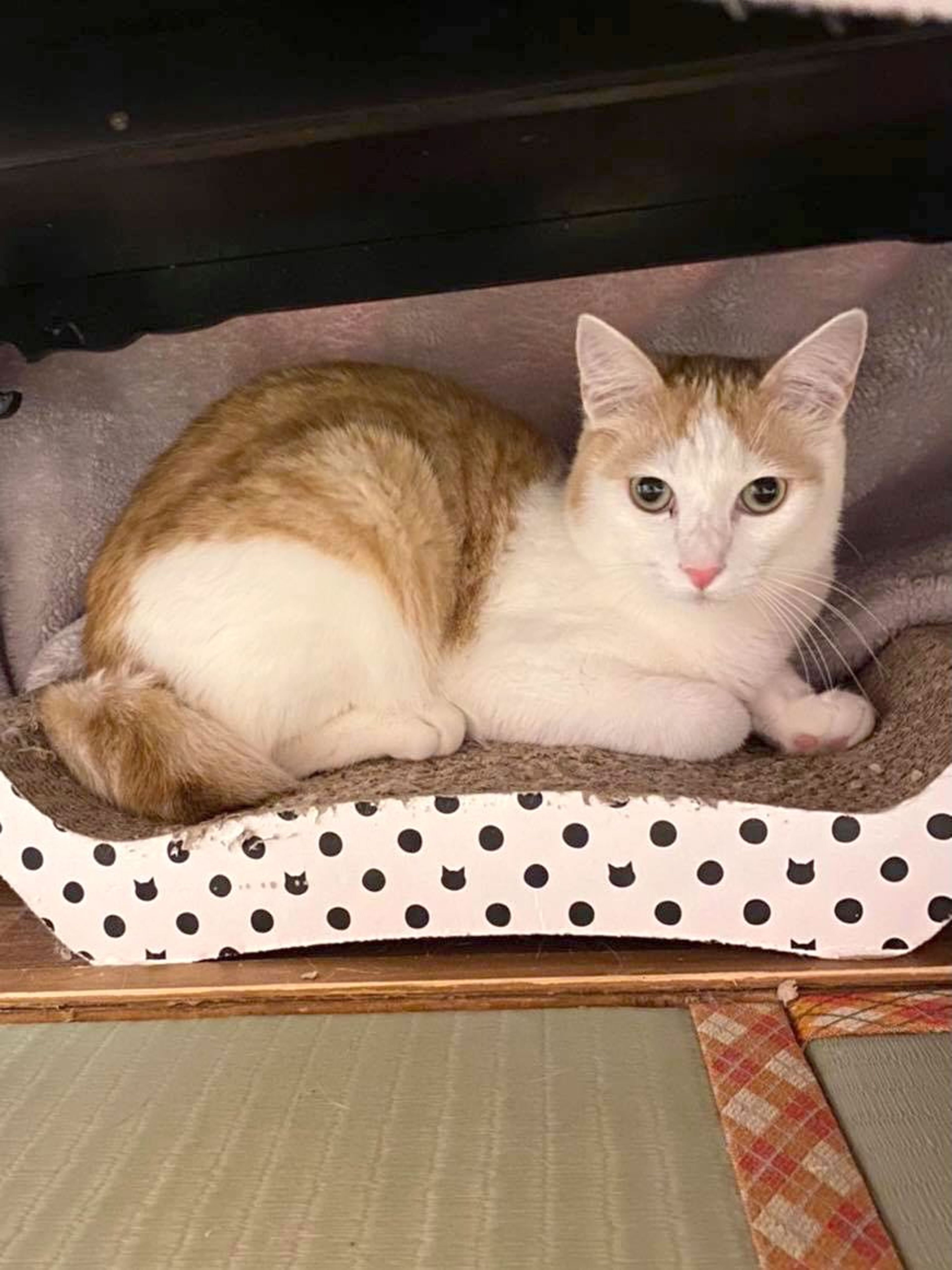 pet-image-2