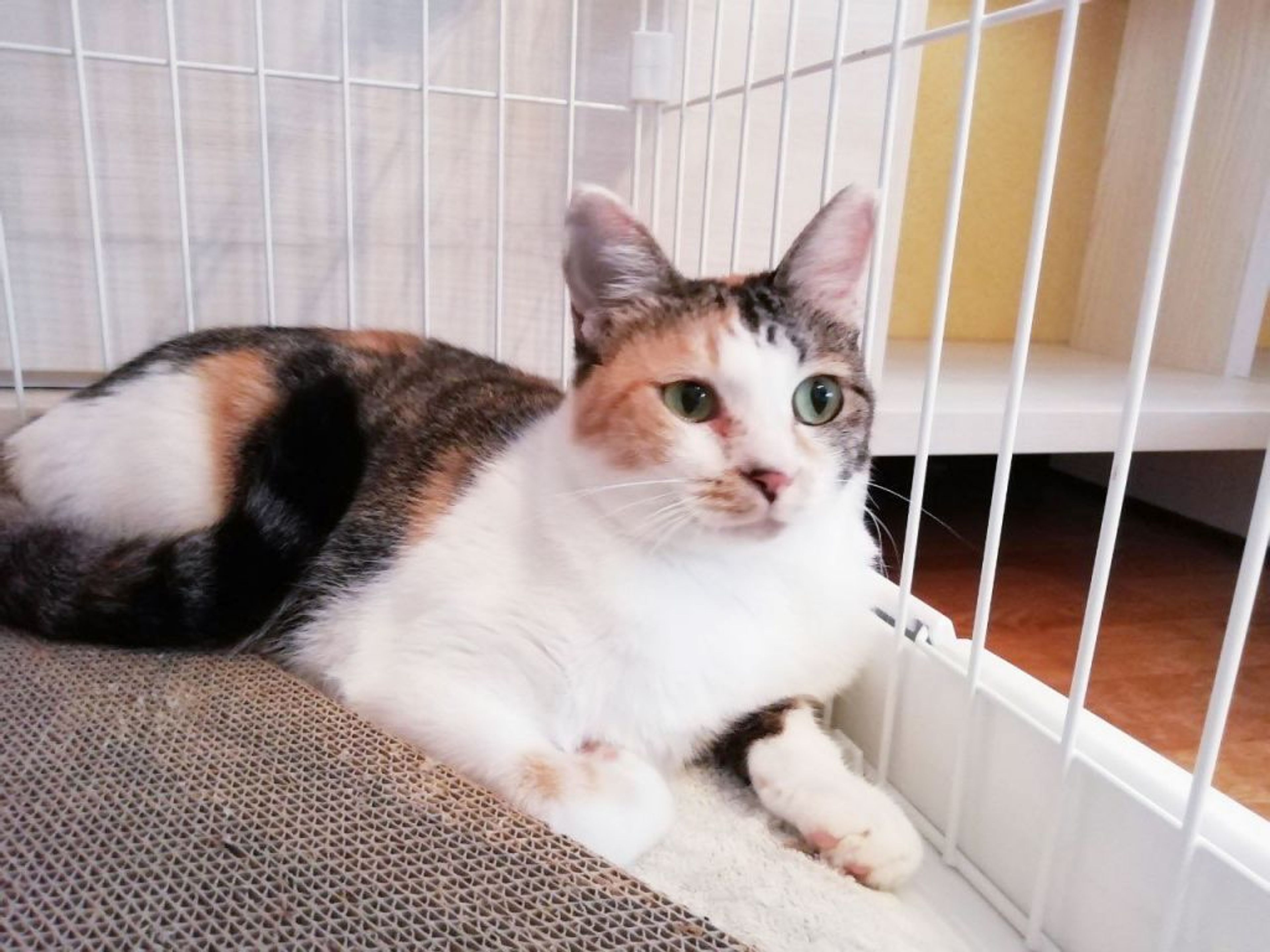 pet-image-3