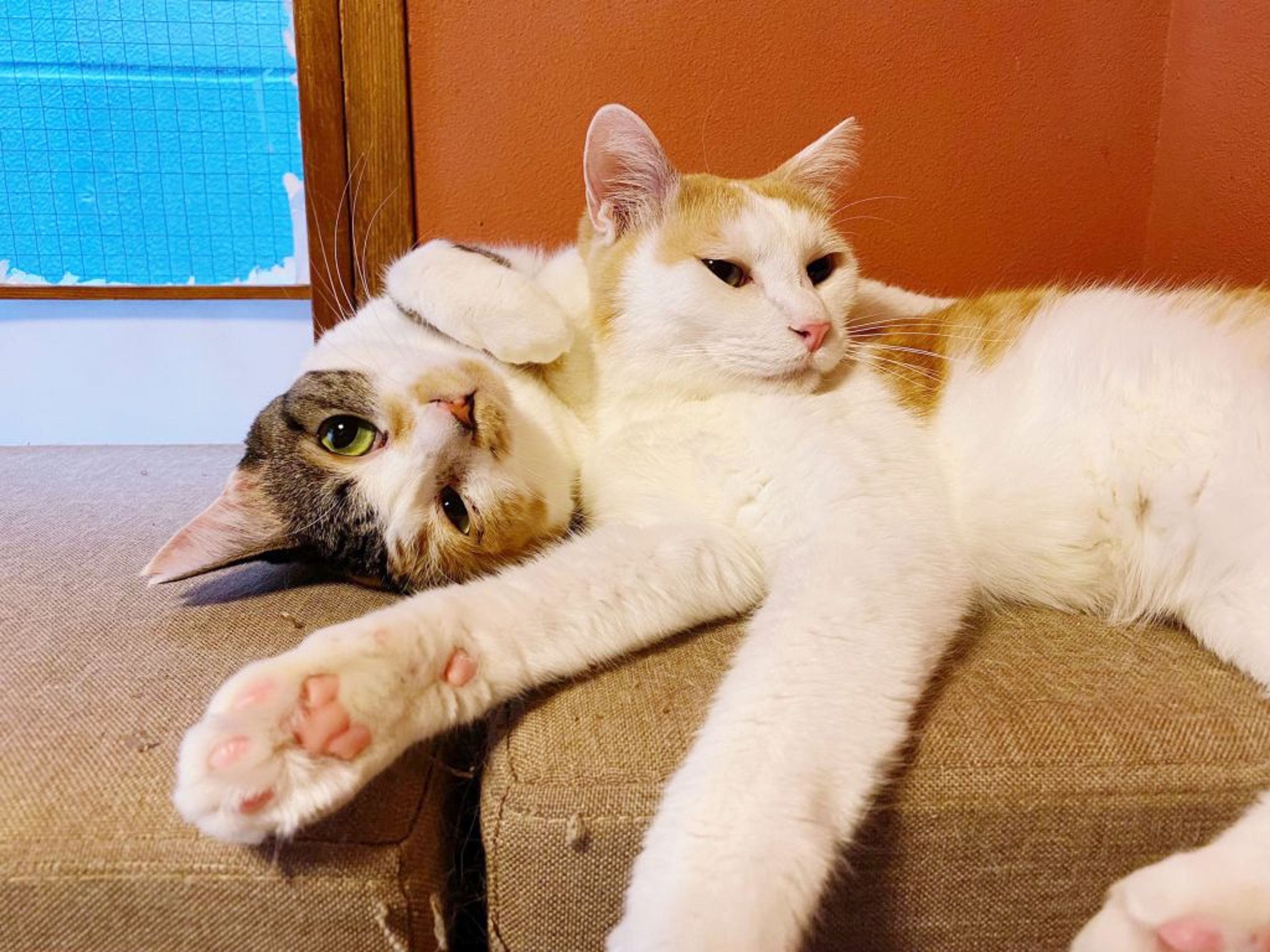 pet-image-4