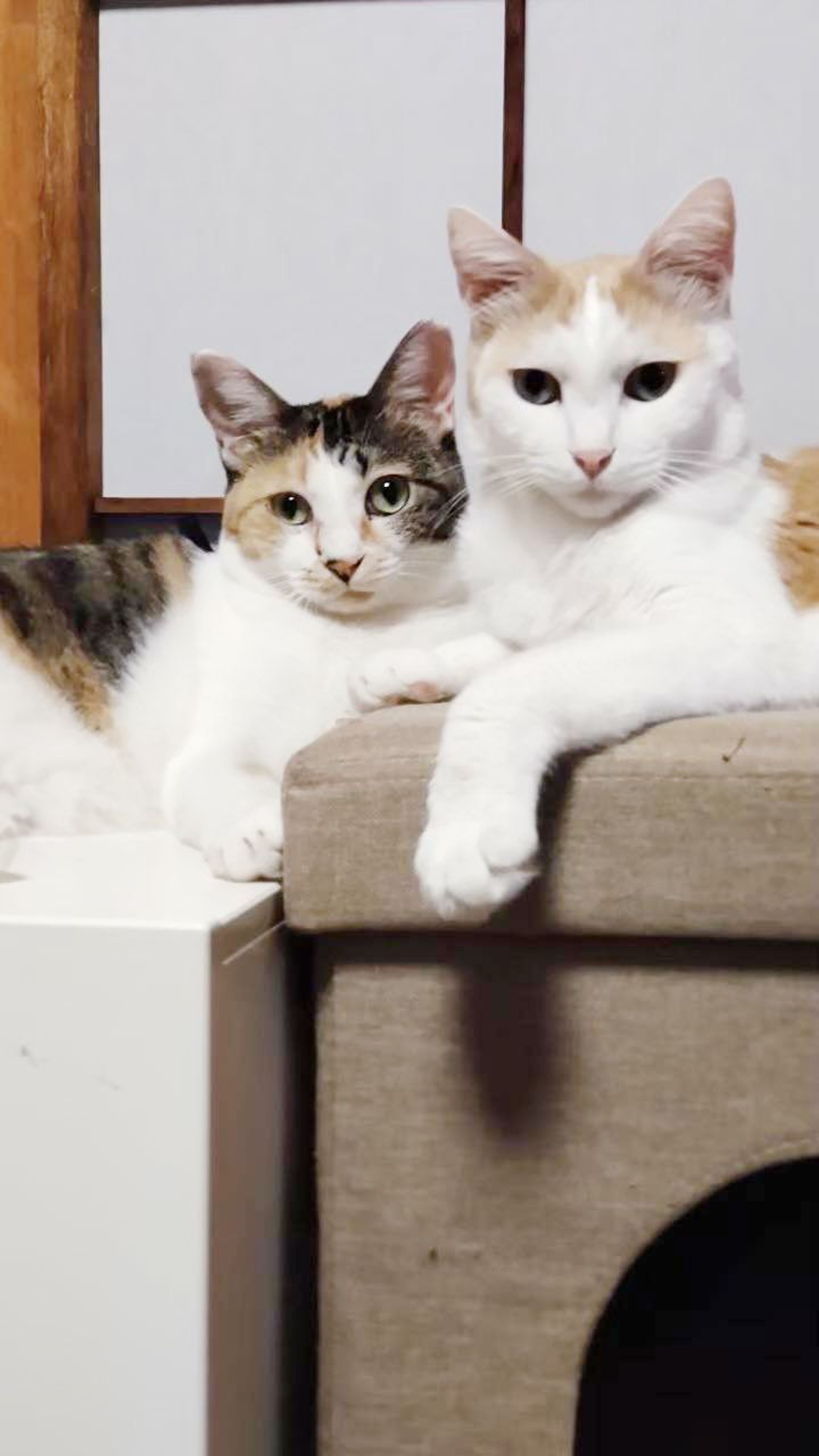 pet-image-5