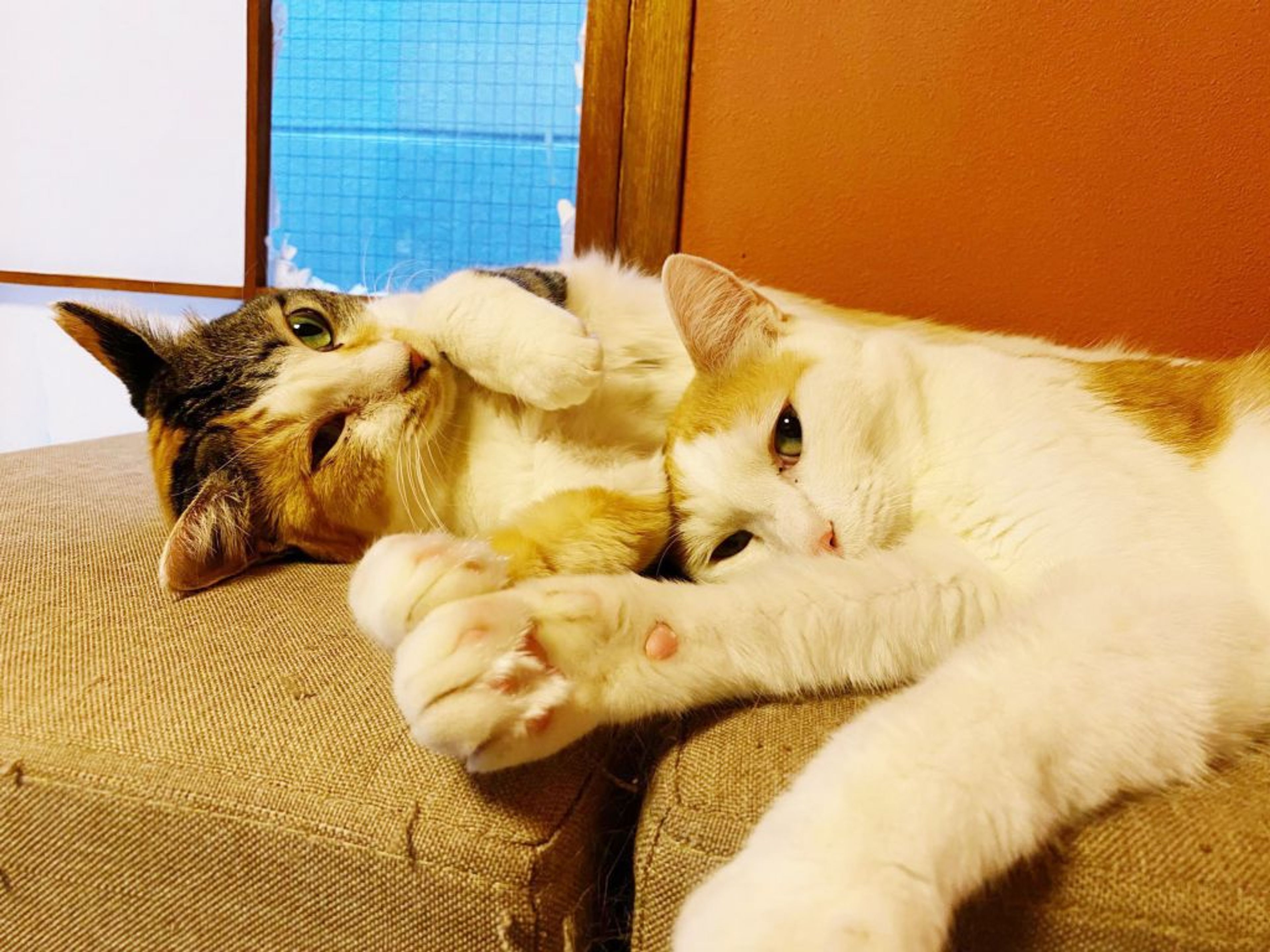 pet-image-6