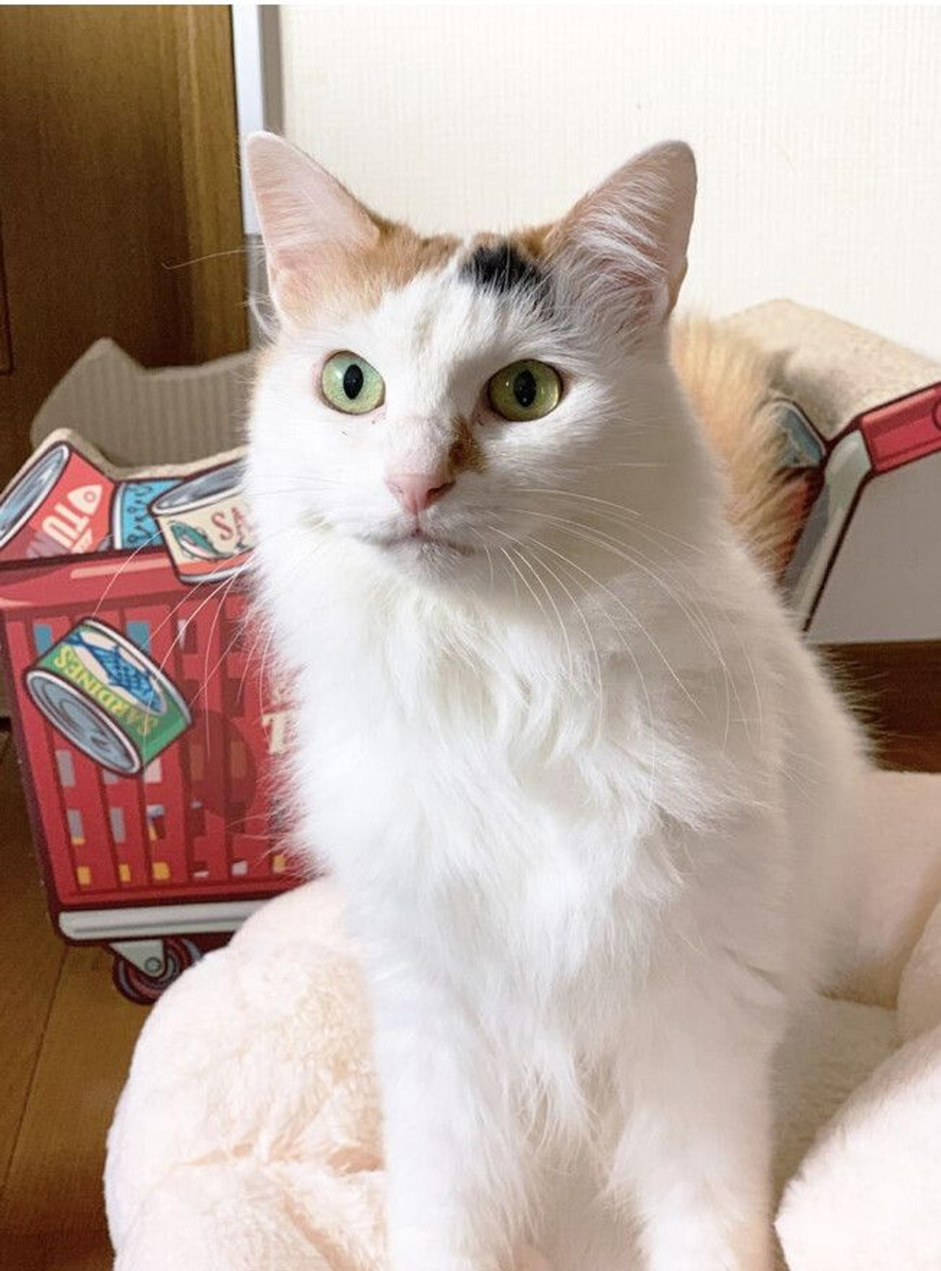 pet-image-2