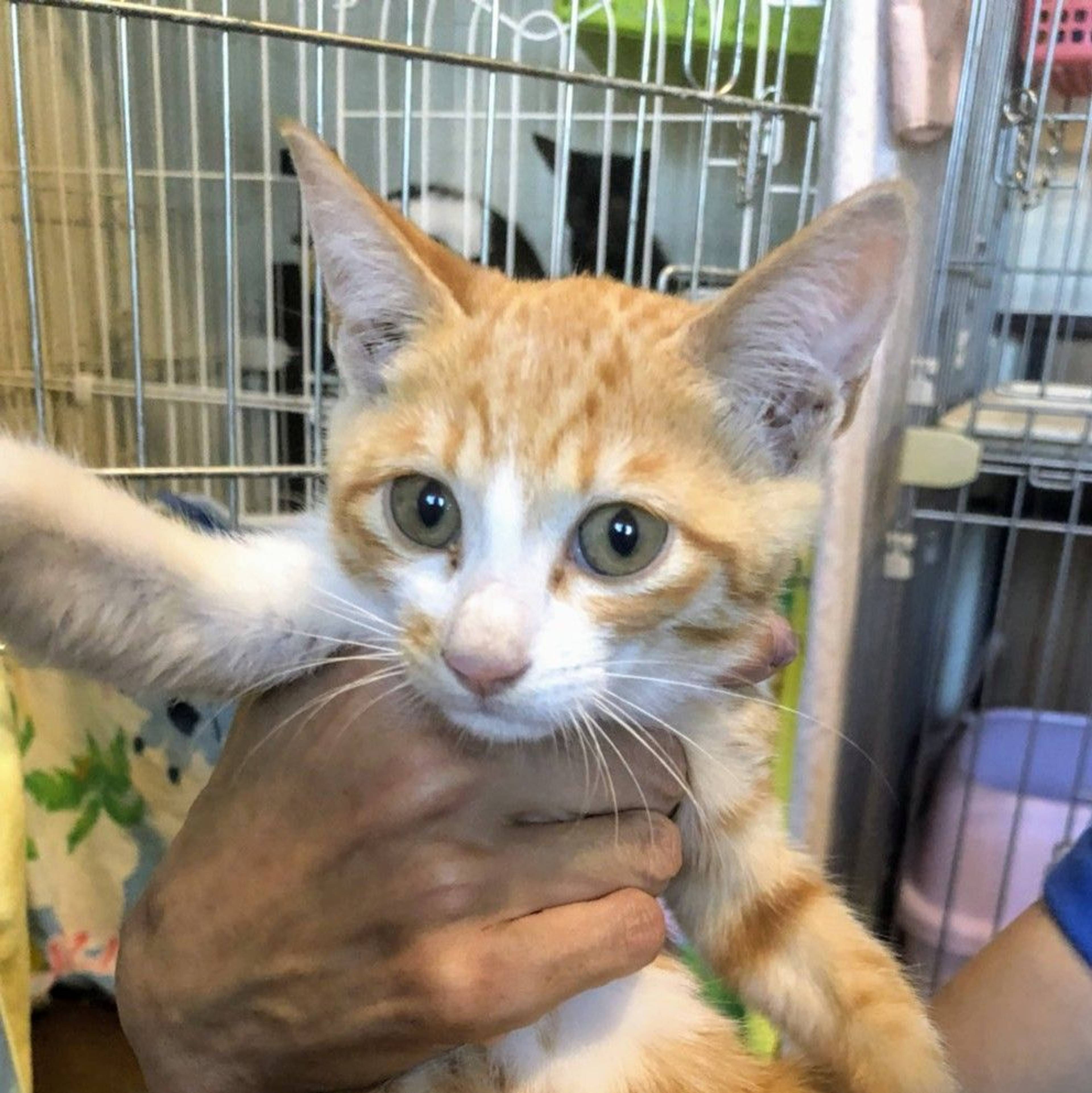 雑種（ミックス猫）・メスの里親募集の写真
