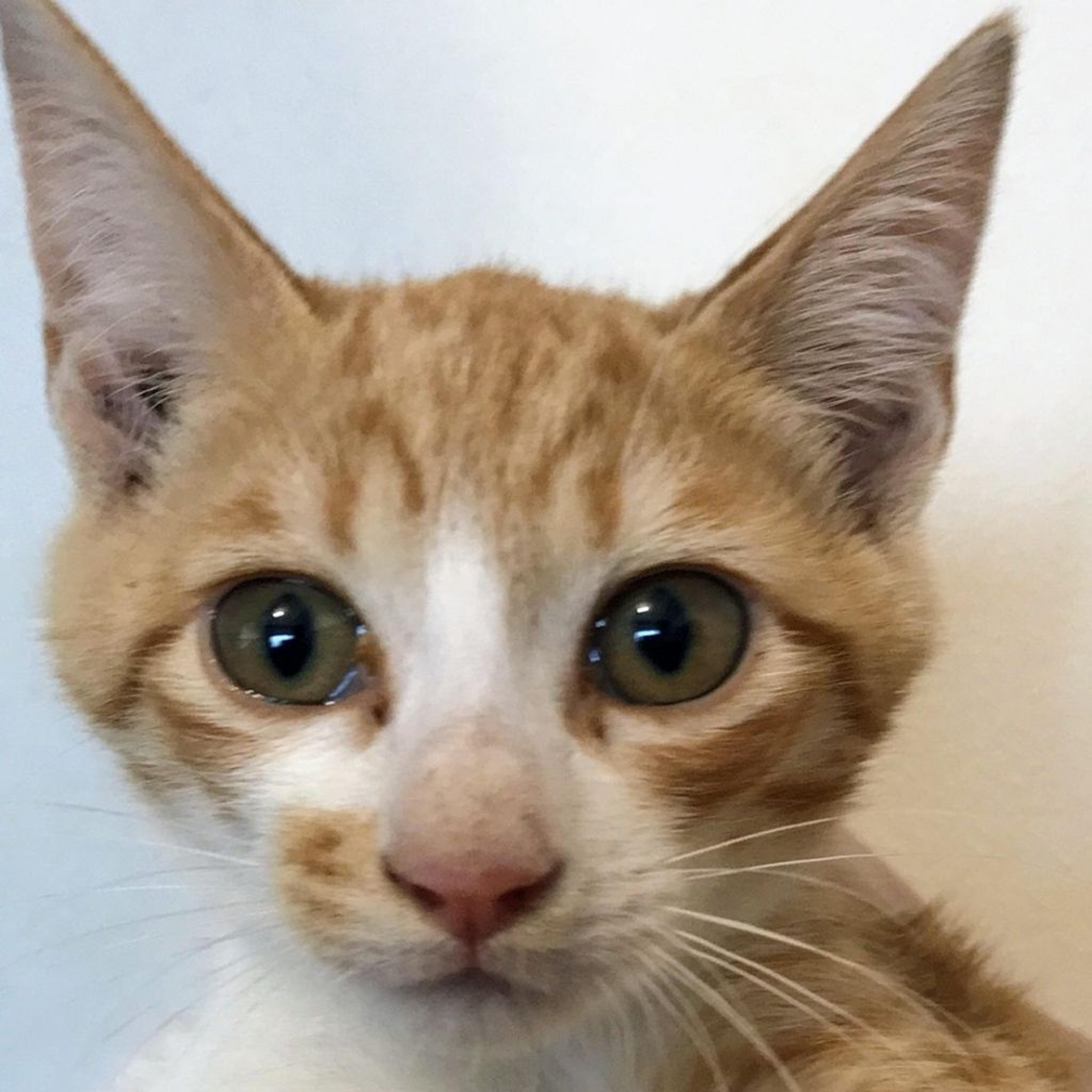 pet-image-2