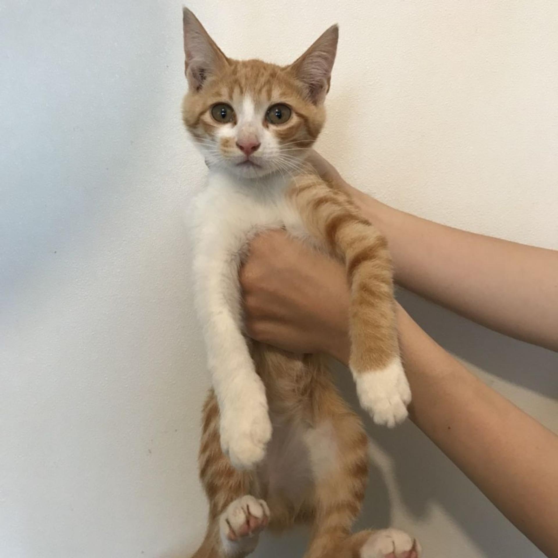 pet-image-3
