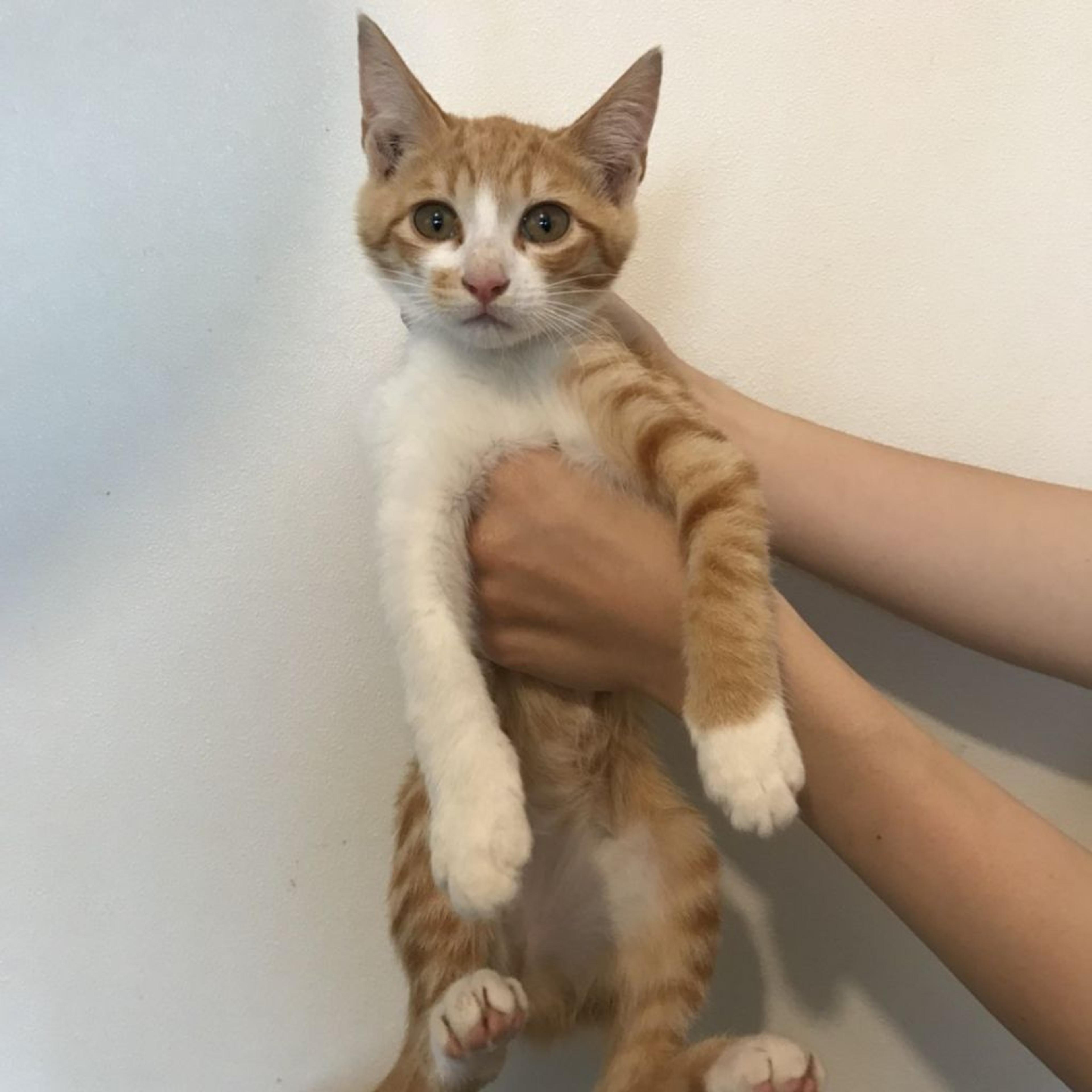 pet-image-3