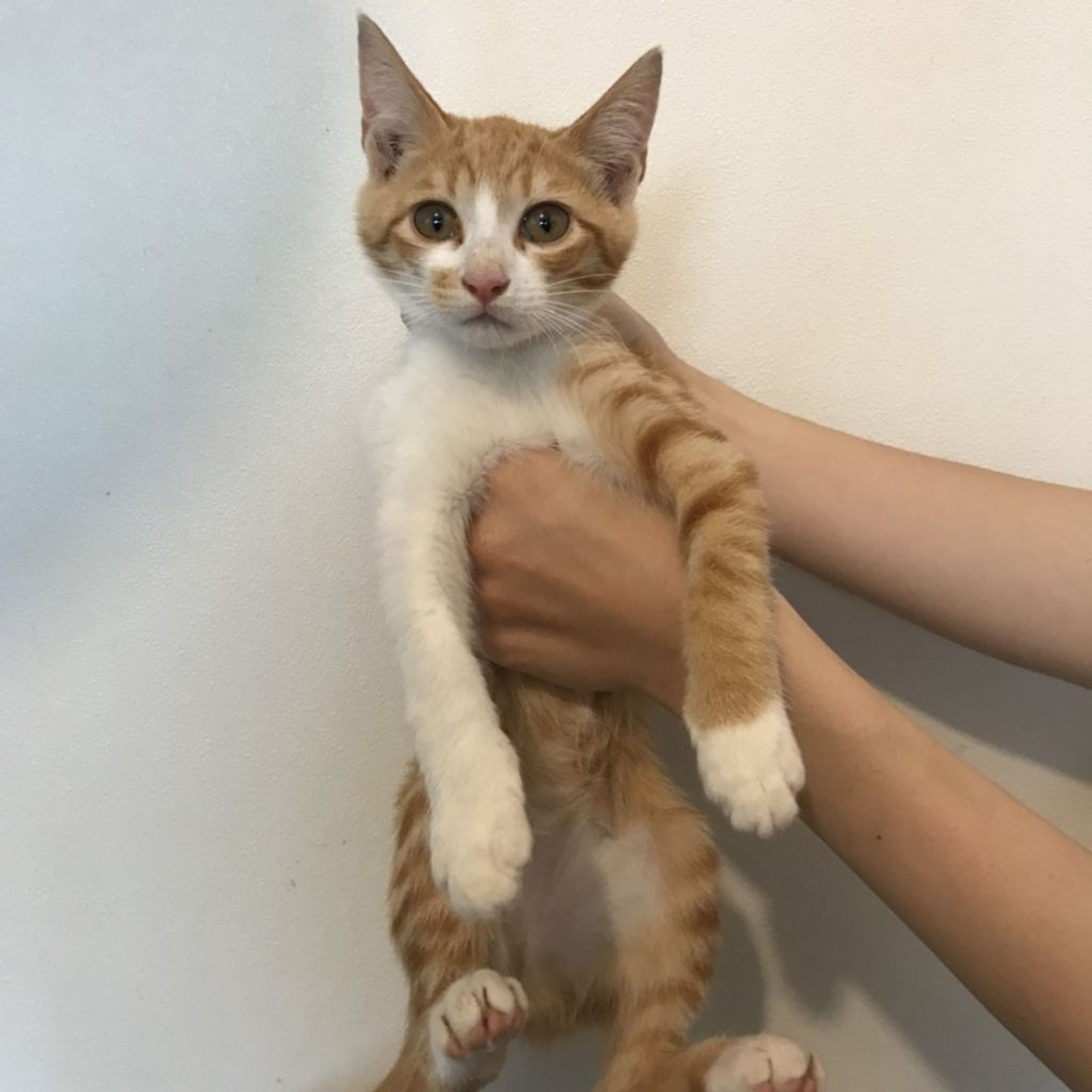 pet-image-3