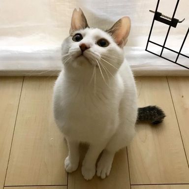 イチローの写真