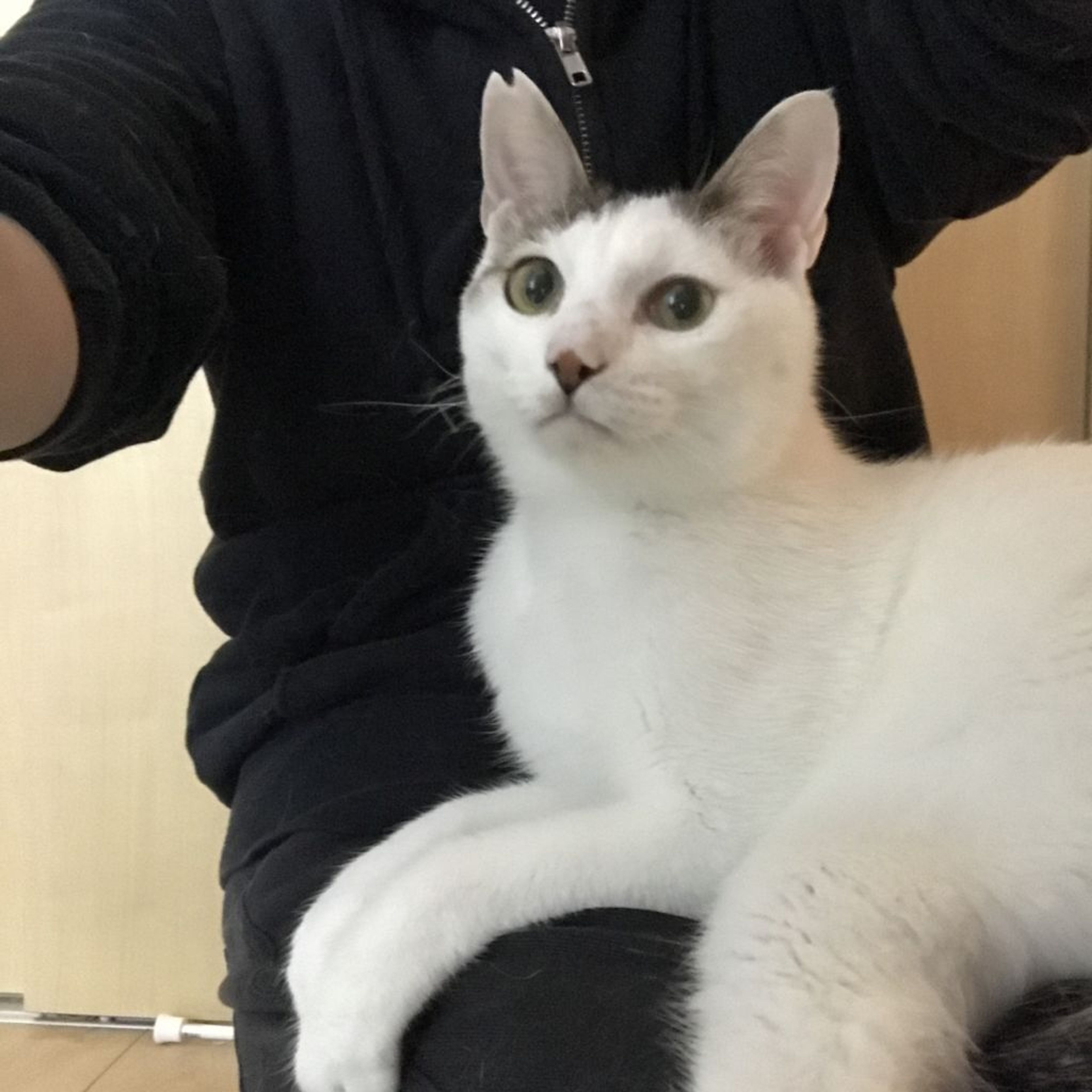 pet-image-3