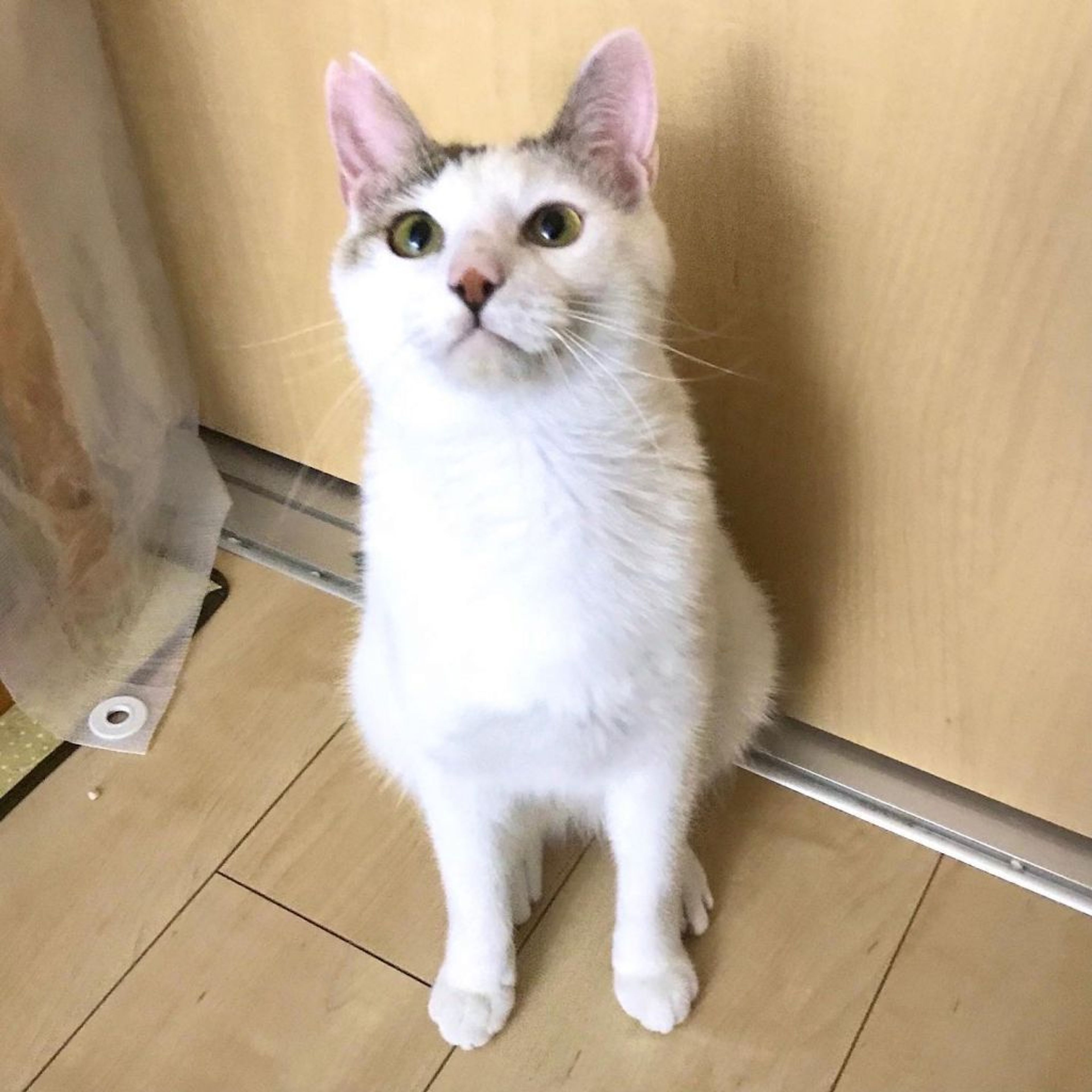 pet-image-4