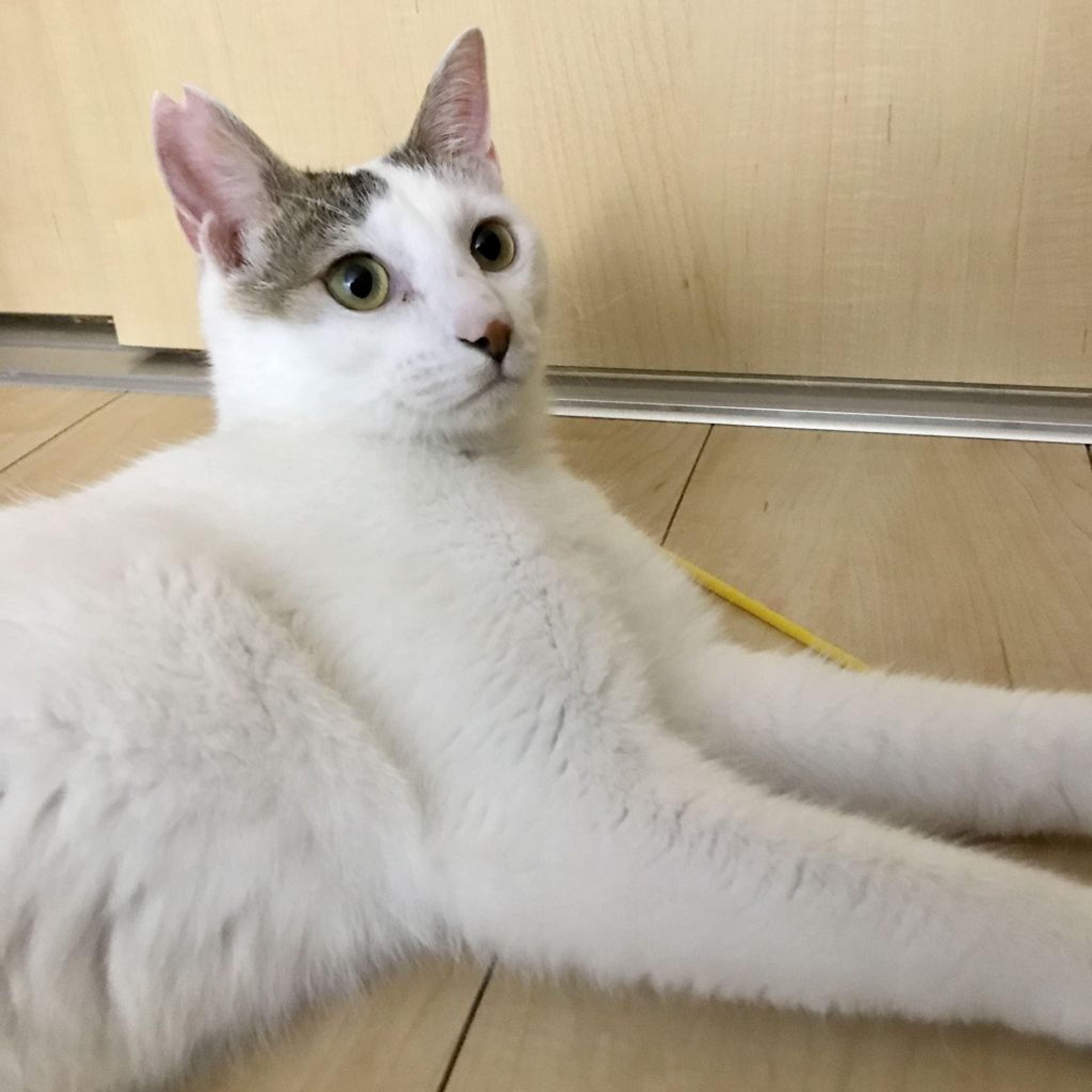 pet-image-5