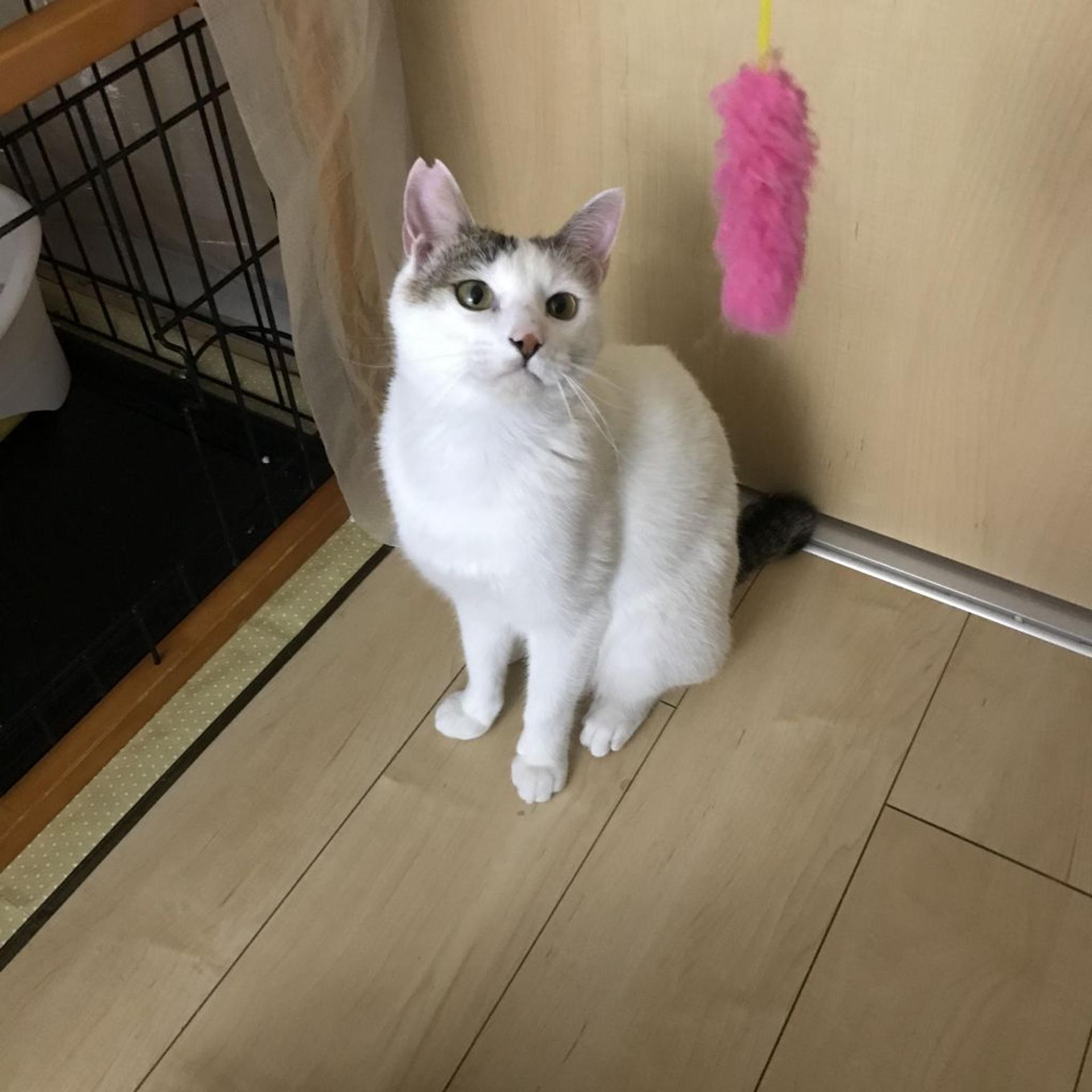 pet-image-6
